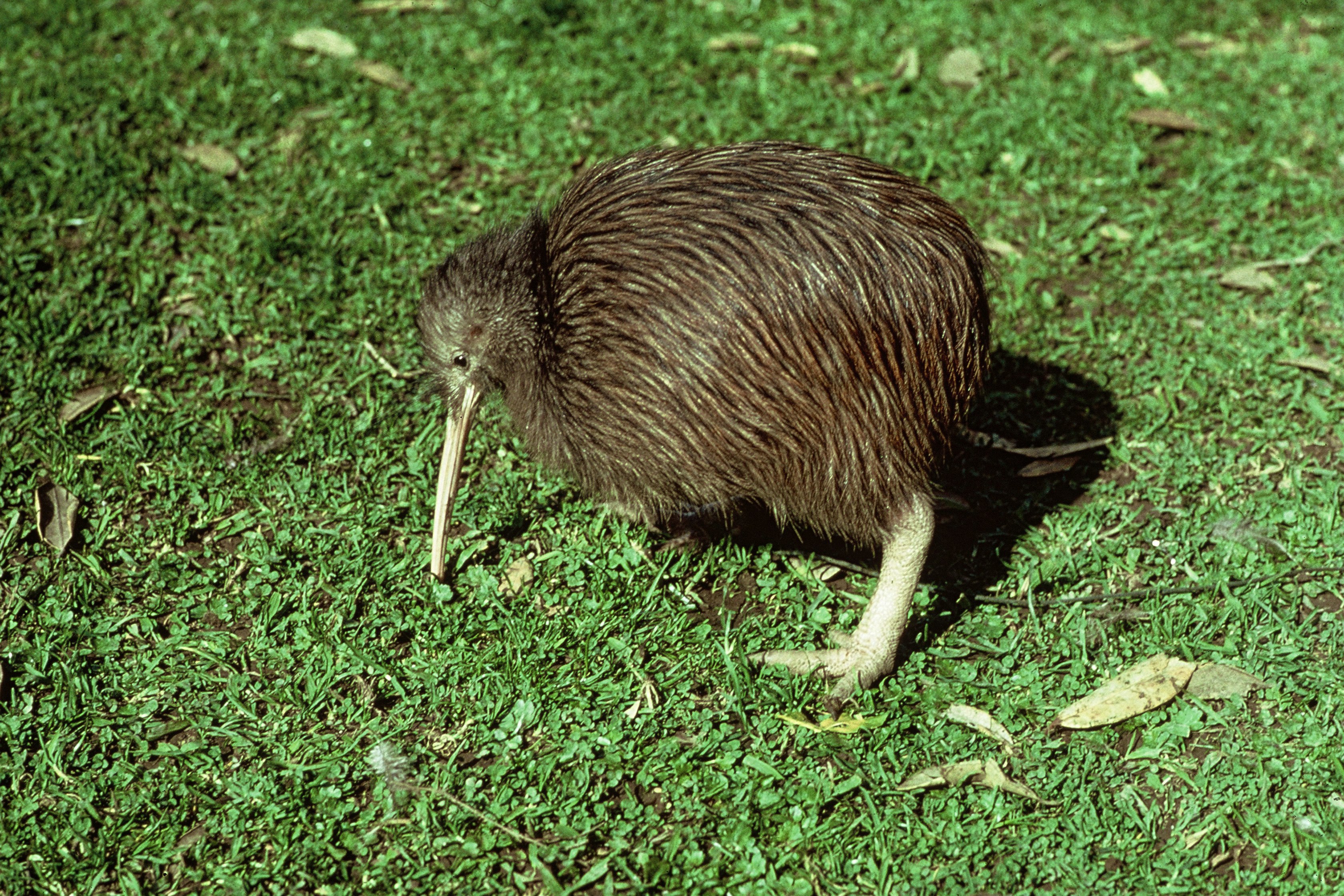 Kiwi orchestra. Киви птица. Птица киви в новой Зеландии. Новозеландцы киви. Киви птицы нелетающие птицы.