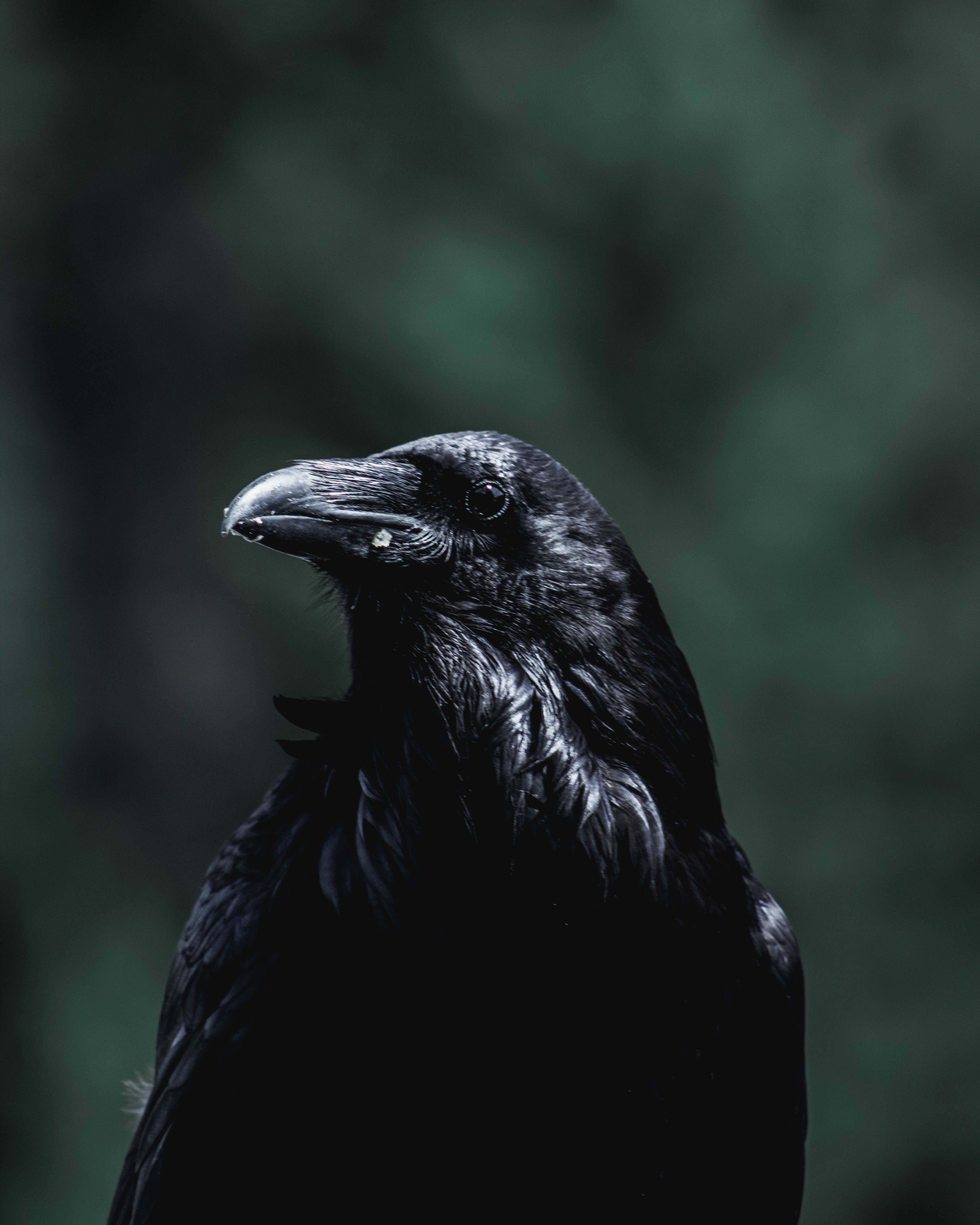 черный ворон фотографии
