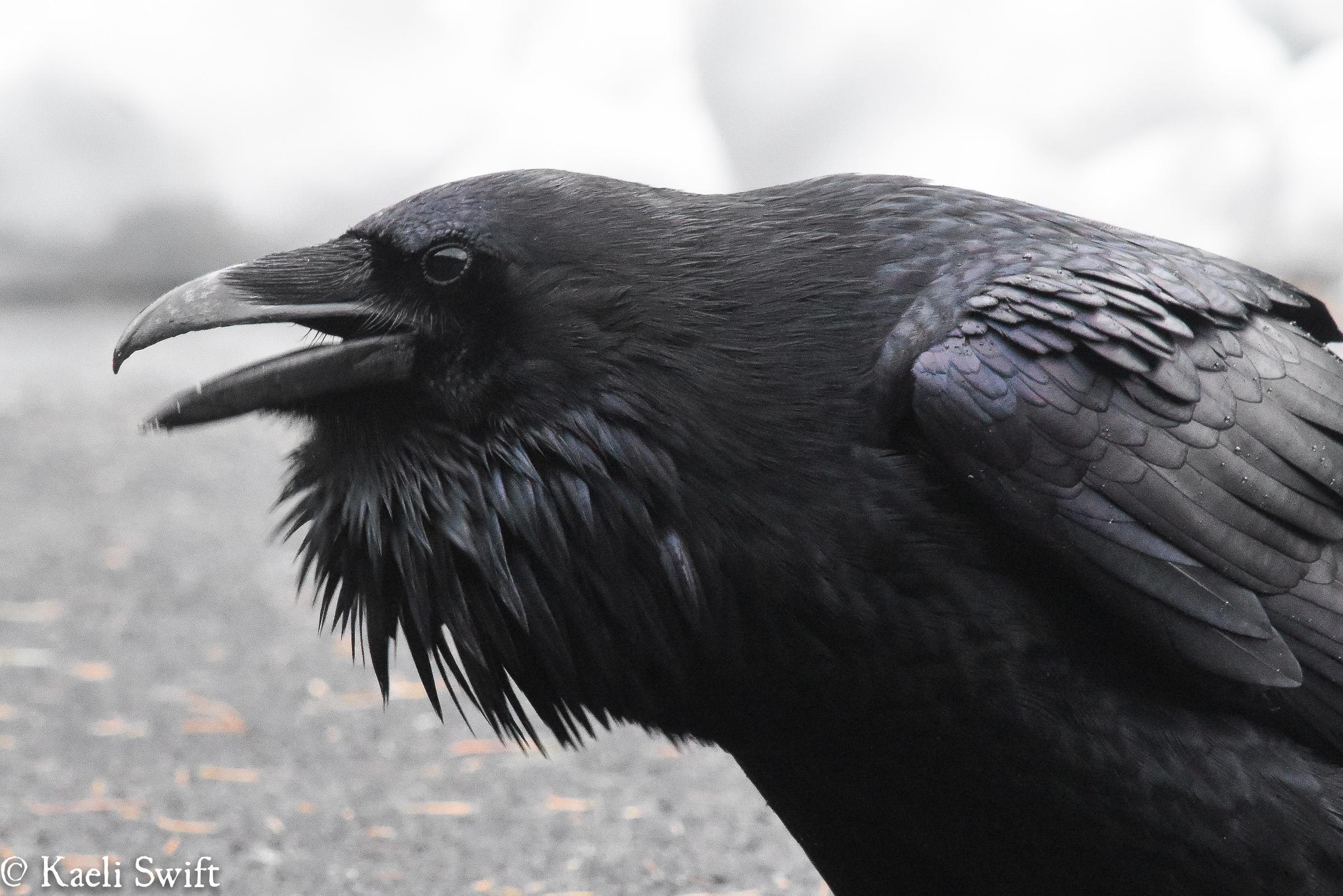 Crow get. Толстый ворон. Жирная ворона. Жирный Грач. Толстые вороны.