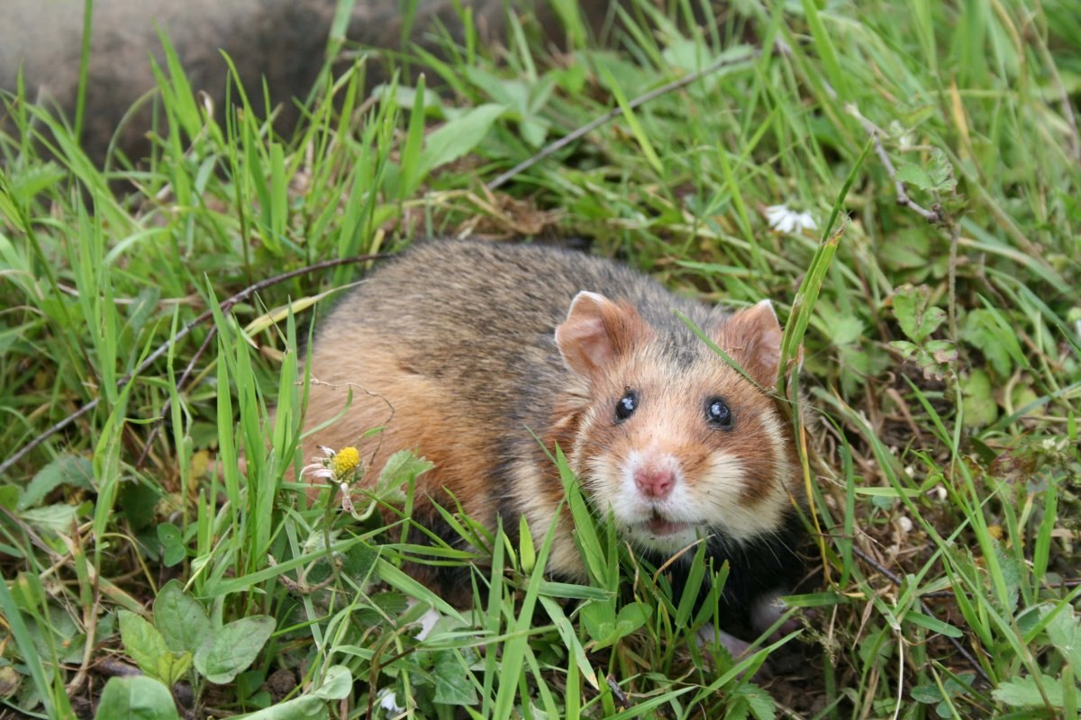 ХОМЯК ОБЫКНОВЕННЫЙ (Cricetus cricetus) - Фауна Беларуси