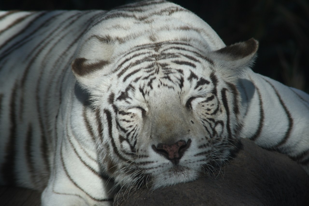 Бенгальские тигры пенза. Бенгальский тигр альбинос. Белый тигр и бенгальский тигр. Белый тигр альбинос. Байху белый тигр.