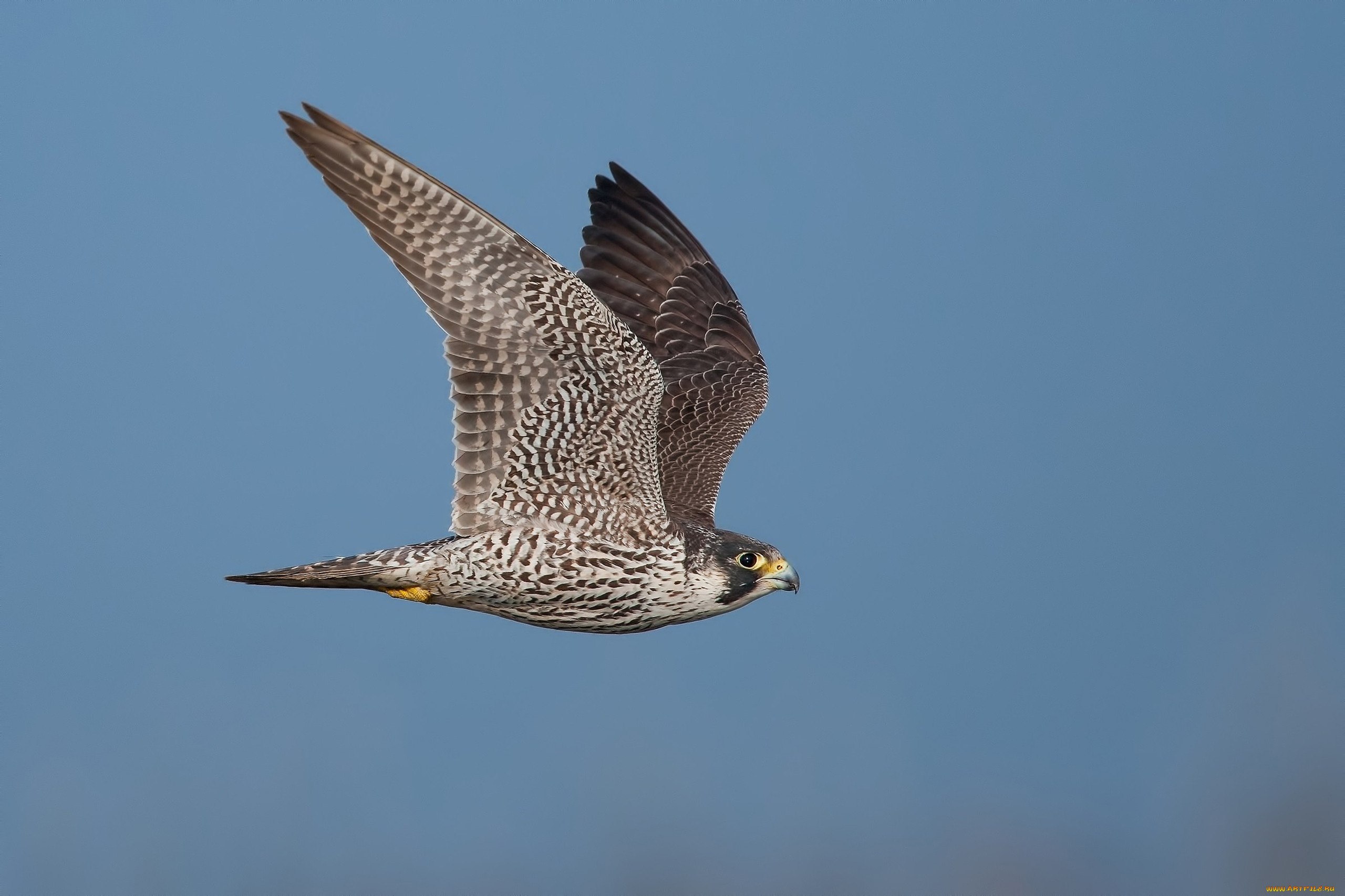 Какая быстрая птица. Сокол Сапсан. Сокол Сапсан птица. Сапса́н Falco peregrinus. Хищные птицы Сокол Сапсан.