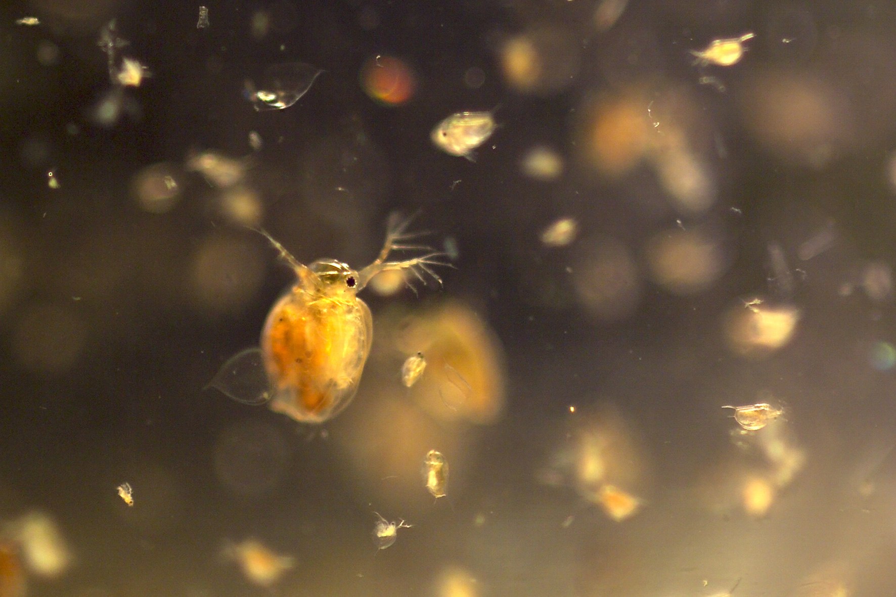 Водоросли дафнии. Зоопланктон дафния. Дафния ракообразные. Дафнии (Daphnia). Веслоногий рачок дафния.