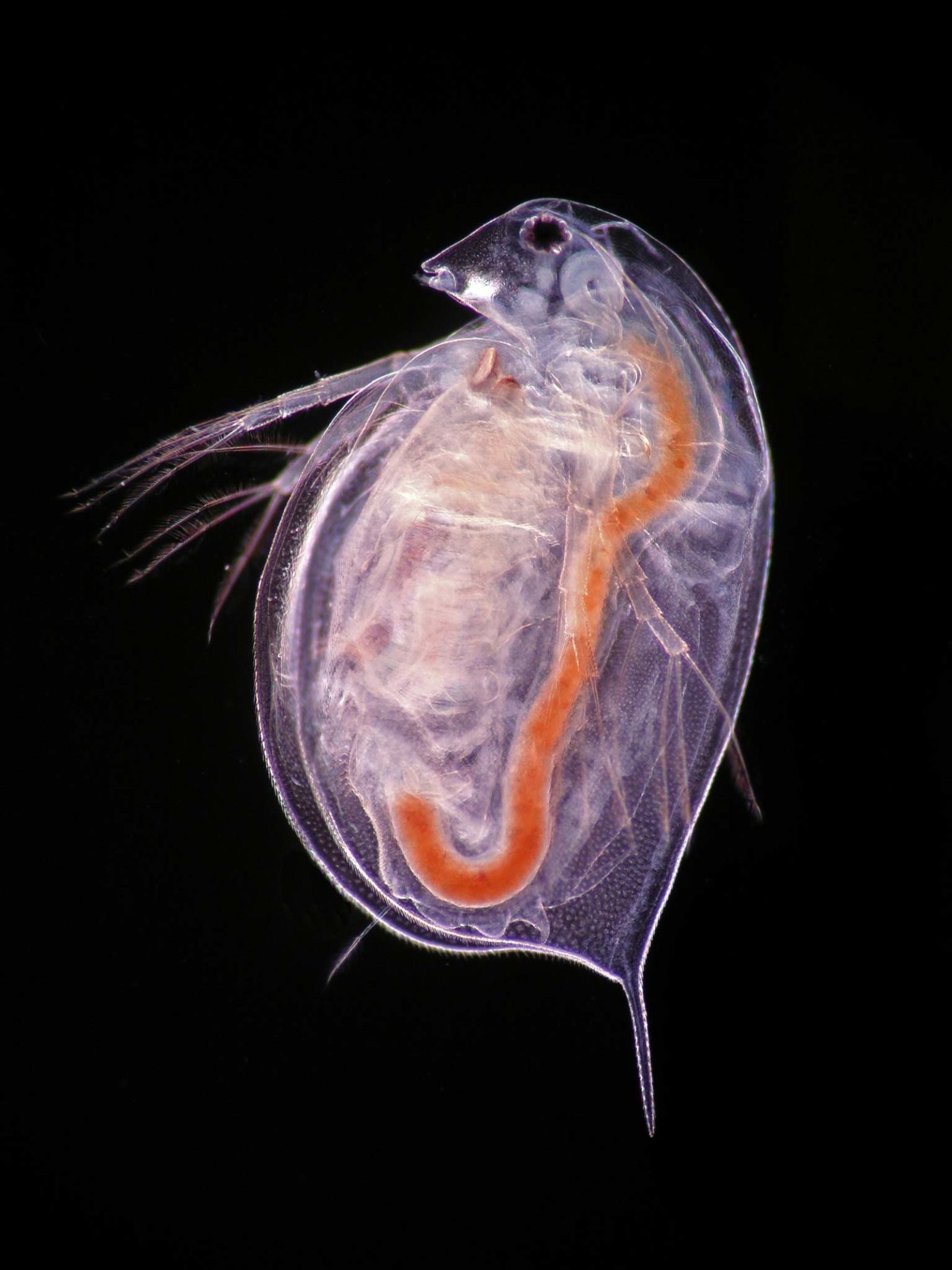 Какой тип кровеносной системы характерен для дафнии. Дафния ракообразные. Зоопланктон дафния. Дафния водяная блоха. Дафнии (Daphnia).