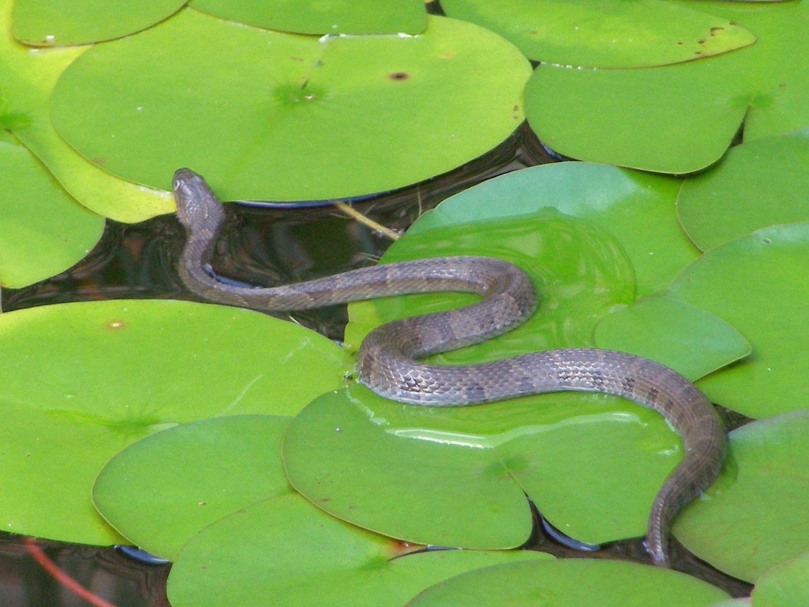 Водяная змейка. Водяная змея. Водоплавающие змеи. Водянка змея водная. Черная водяная змея.