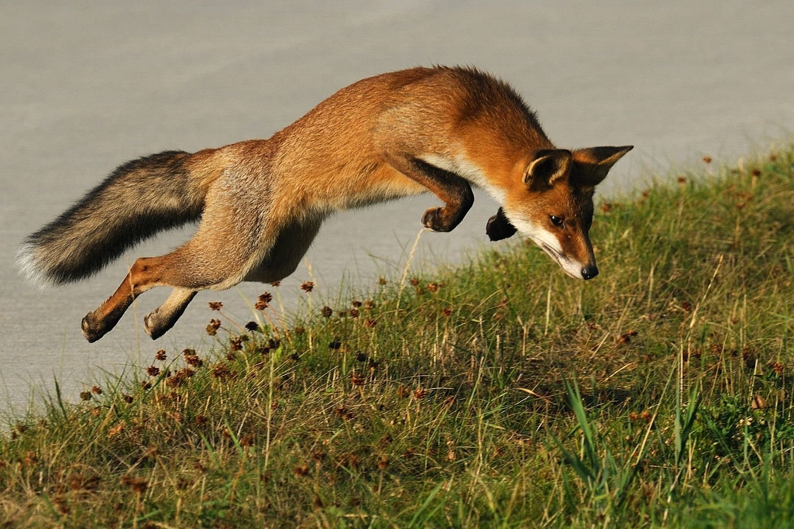 Условия обитания лисицы обыкновенной. Уссурийская обыкновенная лисица. Фокс Хантинг. Лиса охотится. Лисы охотятся.