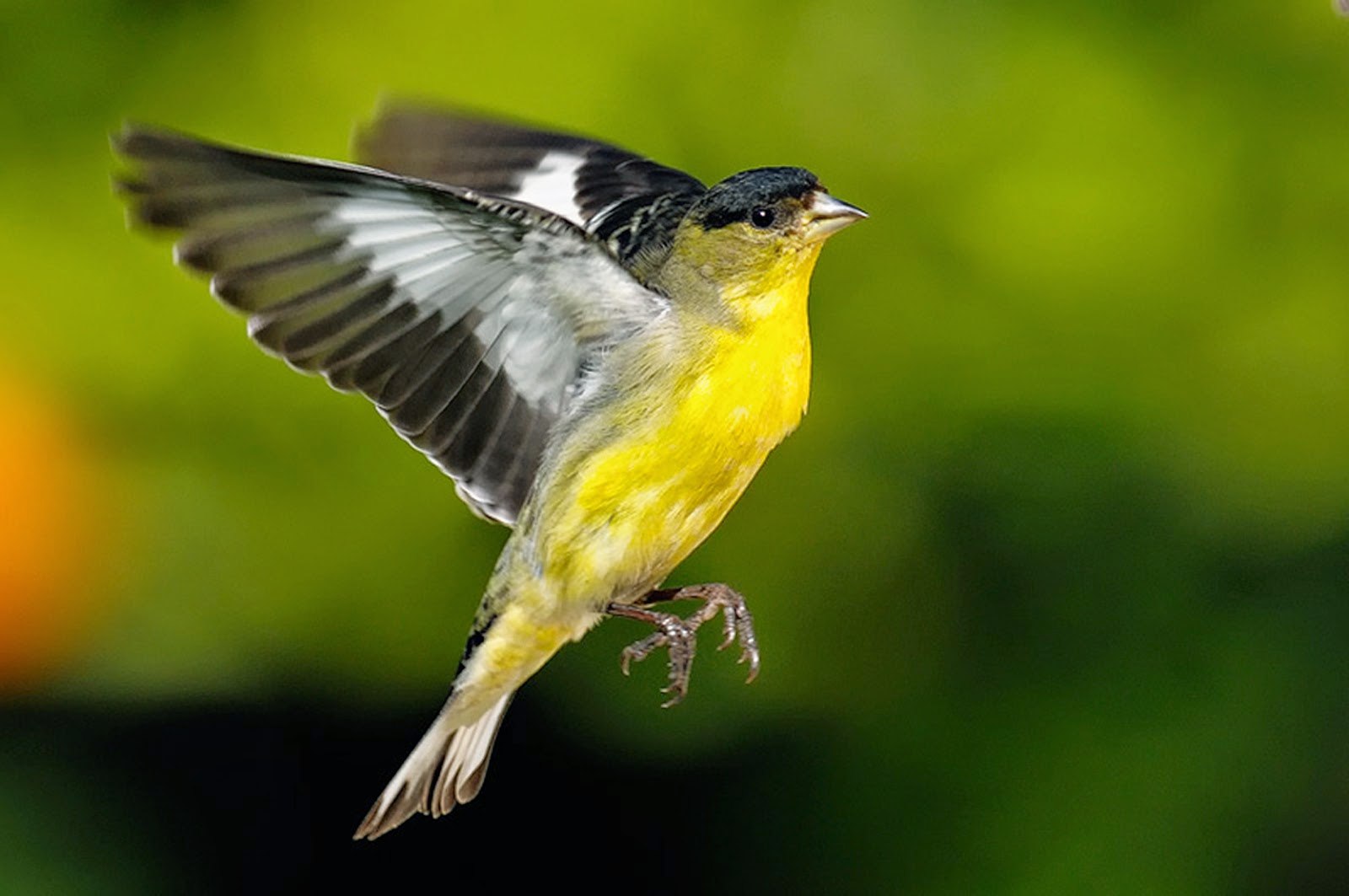 Лучшие песни птицы. American Goldfinch птица. Иволга в полете. Чиж в полете. Иволга птица в полете.