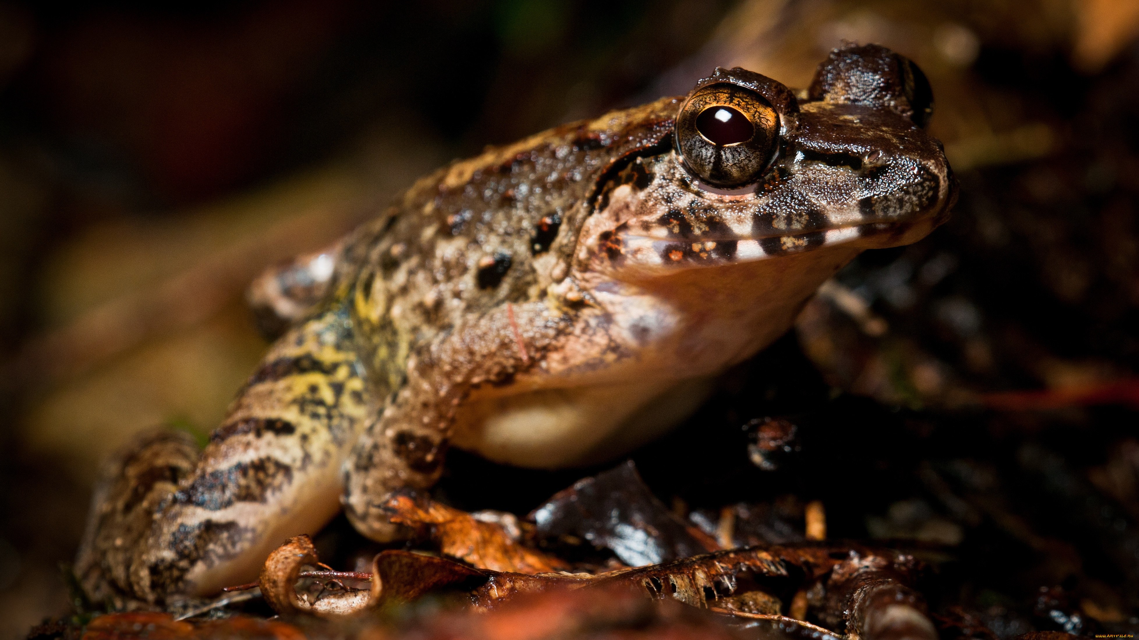 Земноводные пустыни. Талышская жаба. Крабоядная лягушка. Hemisus marmoratus. Пустынная австралийская жаба.