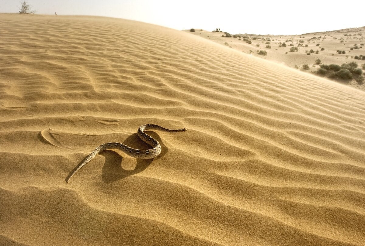 Sahara snake. Песчаная Эфа змея. Песчаный Бархан Сарыкум. Змеи пустыни Гоби. Песчаная Эфа пустыни.