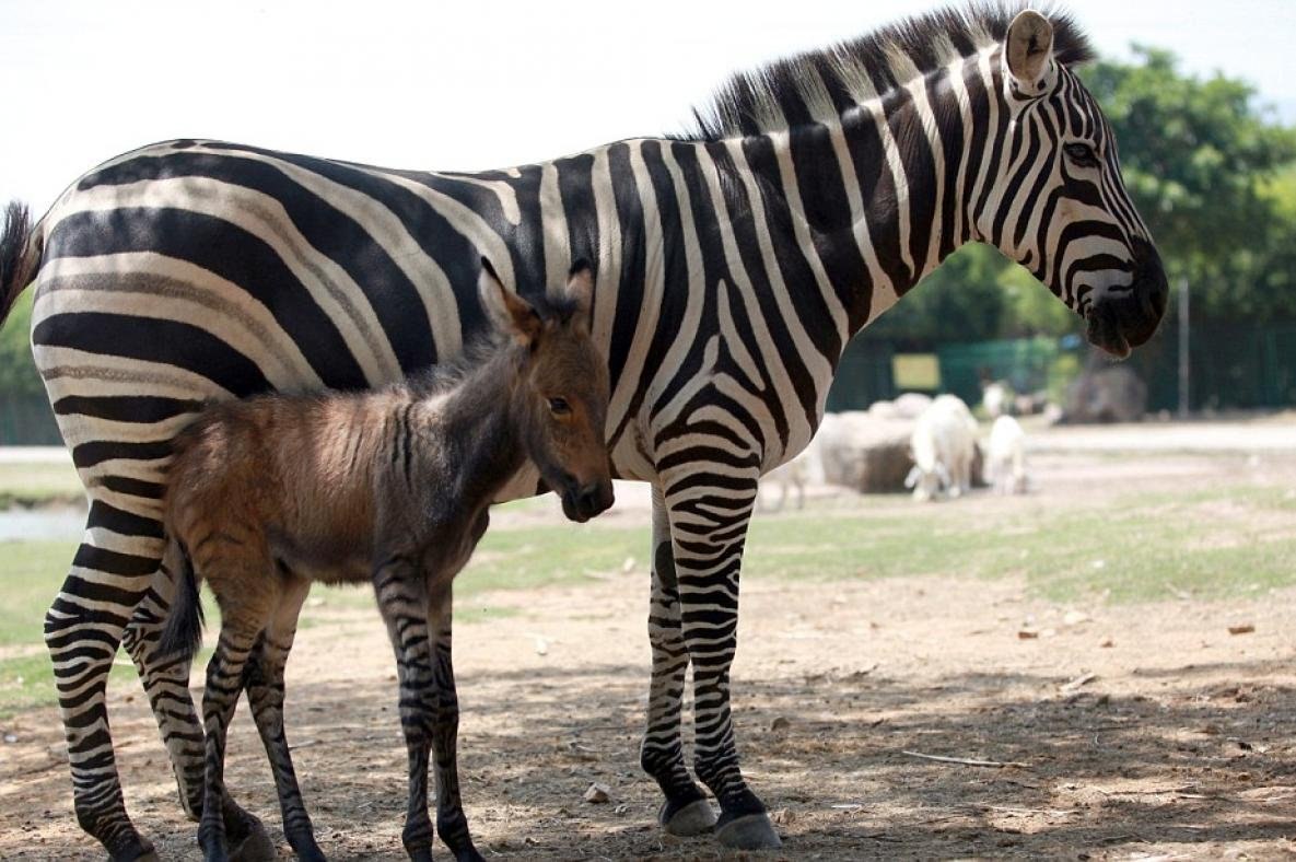 День гибридов. Зеброид – гибрид зебры и осла. Жеребенок зебры новорожденный. Горная Капская Зебра. Зебра фото.