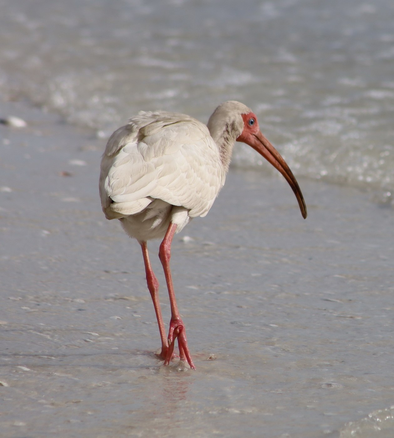 Ибис. Ибис картинка. Ibis Miles. Таро Ибиса фото.