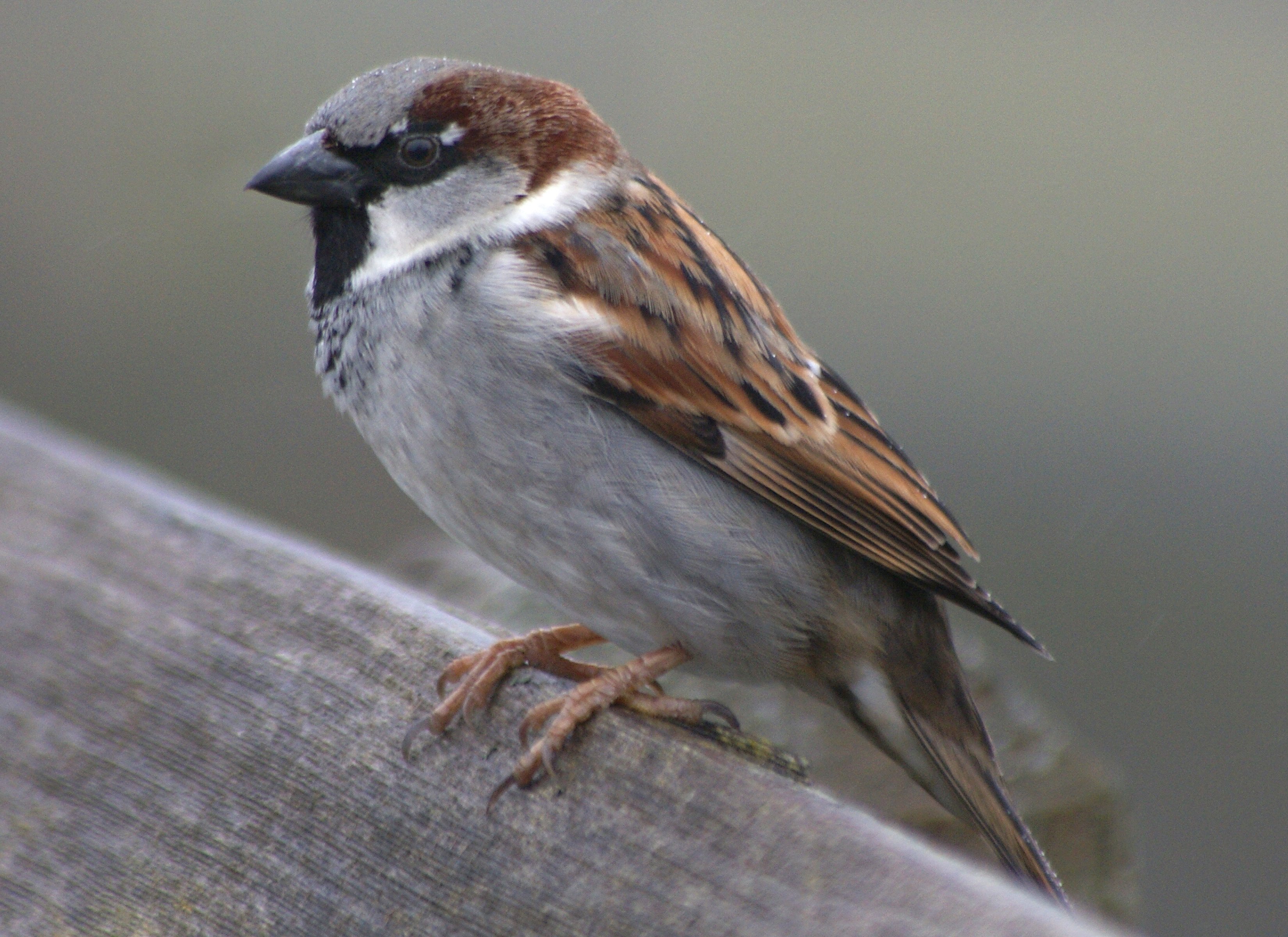 Домовых воробьев. Домовый Воробей (лат. Passer domesticus). Домовый Воробей самец. Домовый Воробей воробьиные. Домовой Воробей.