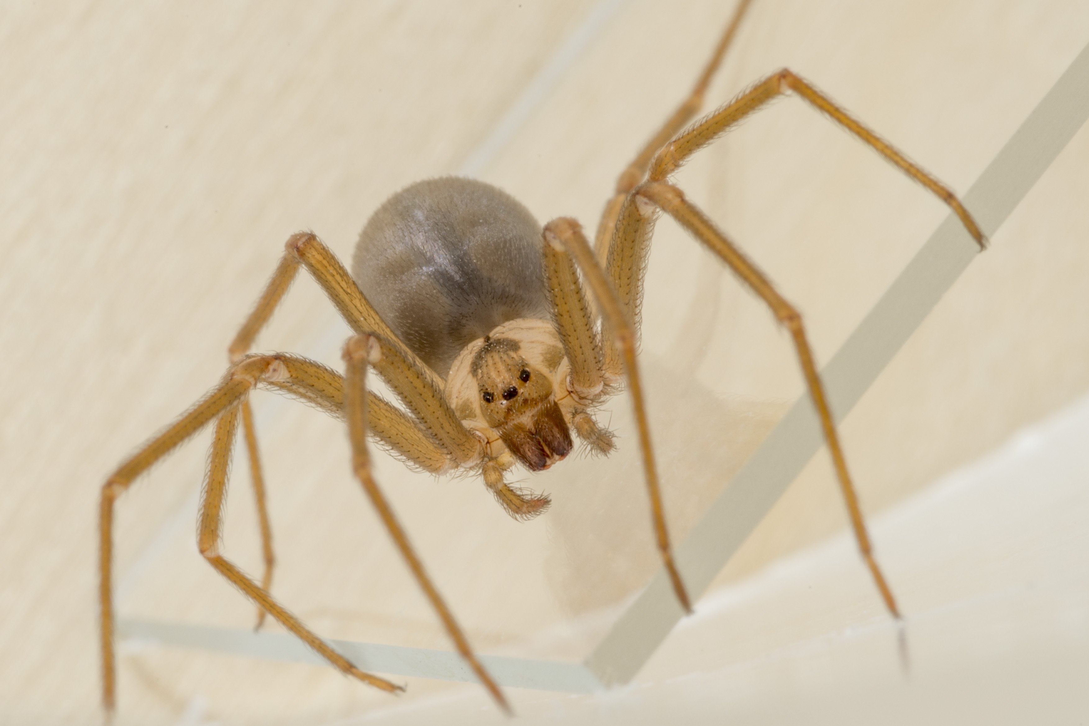 Brown Recluse Spider паук