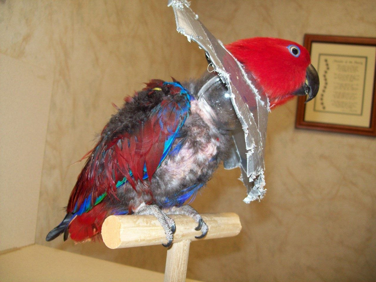 Самодельный попугай