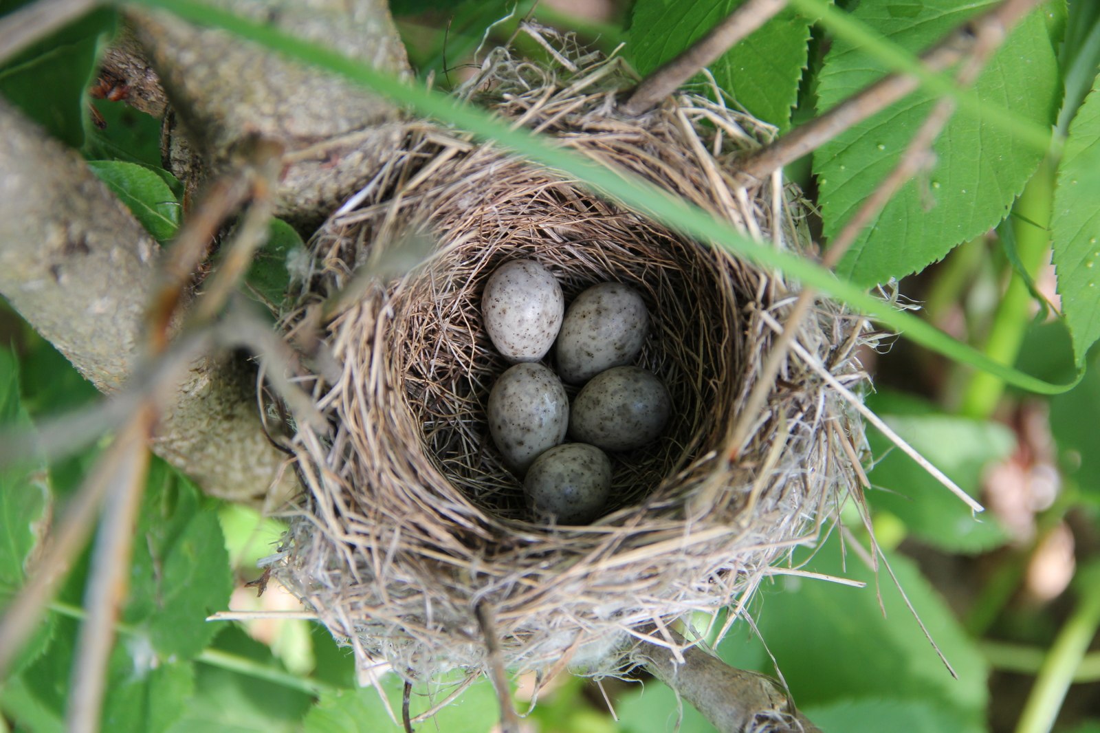 Гнездо рядом с домом. Яйца вьюрка гнезде. Пеночка птица гнездо. Гнездо зяблика. Гнездо вьюрка.