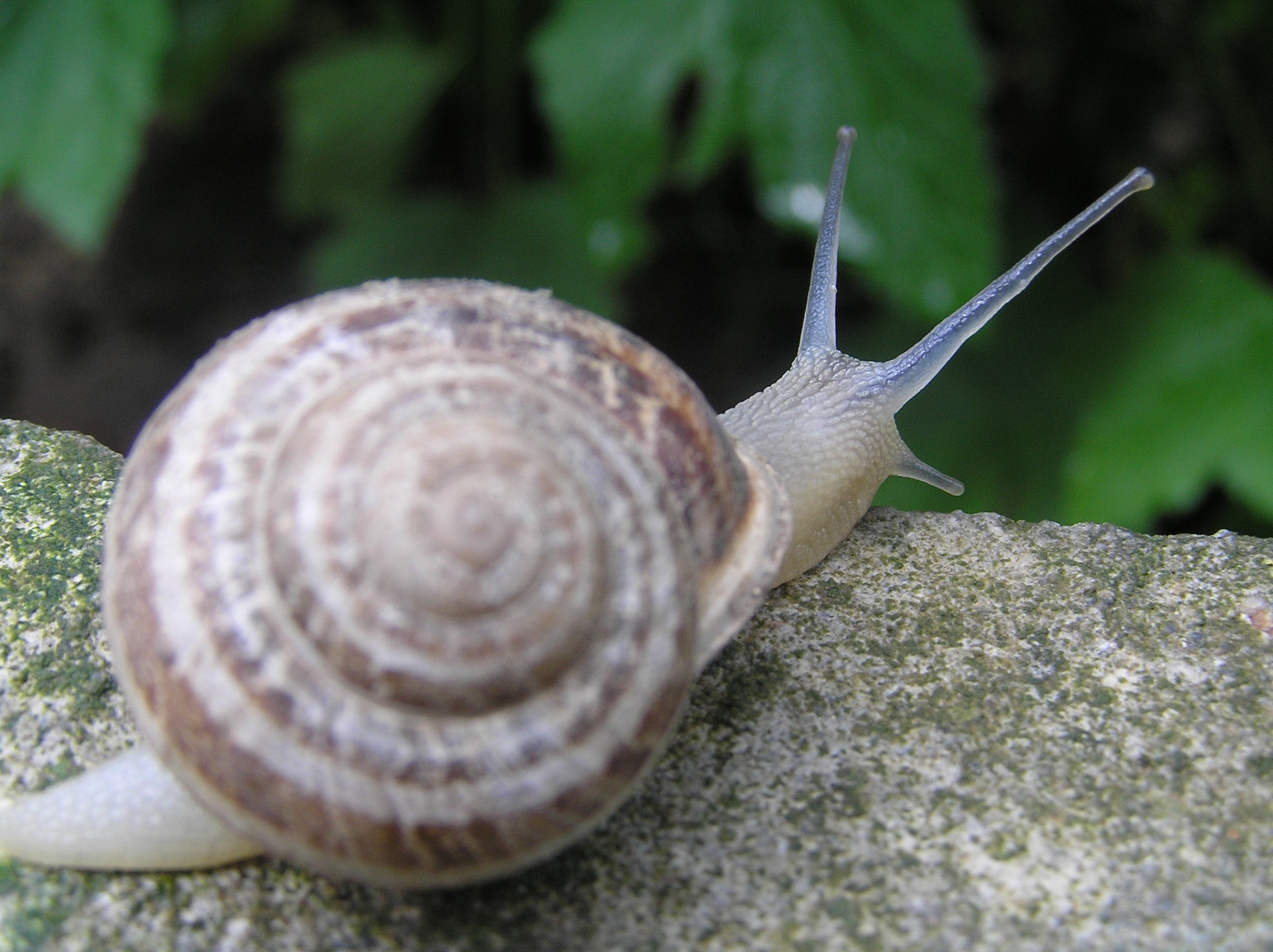 Какого цвета улитка. Брюхоногие Сухопутные моллюски. Улитка Priotrohatella stellata. Улитка биомфолария. Брюхоногие моллюски без раковины.