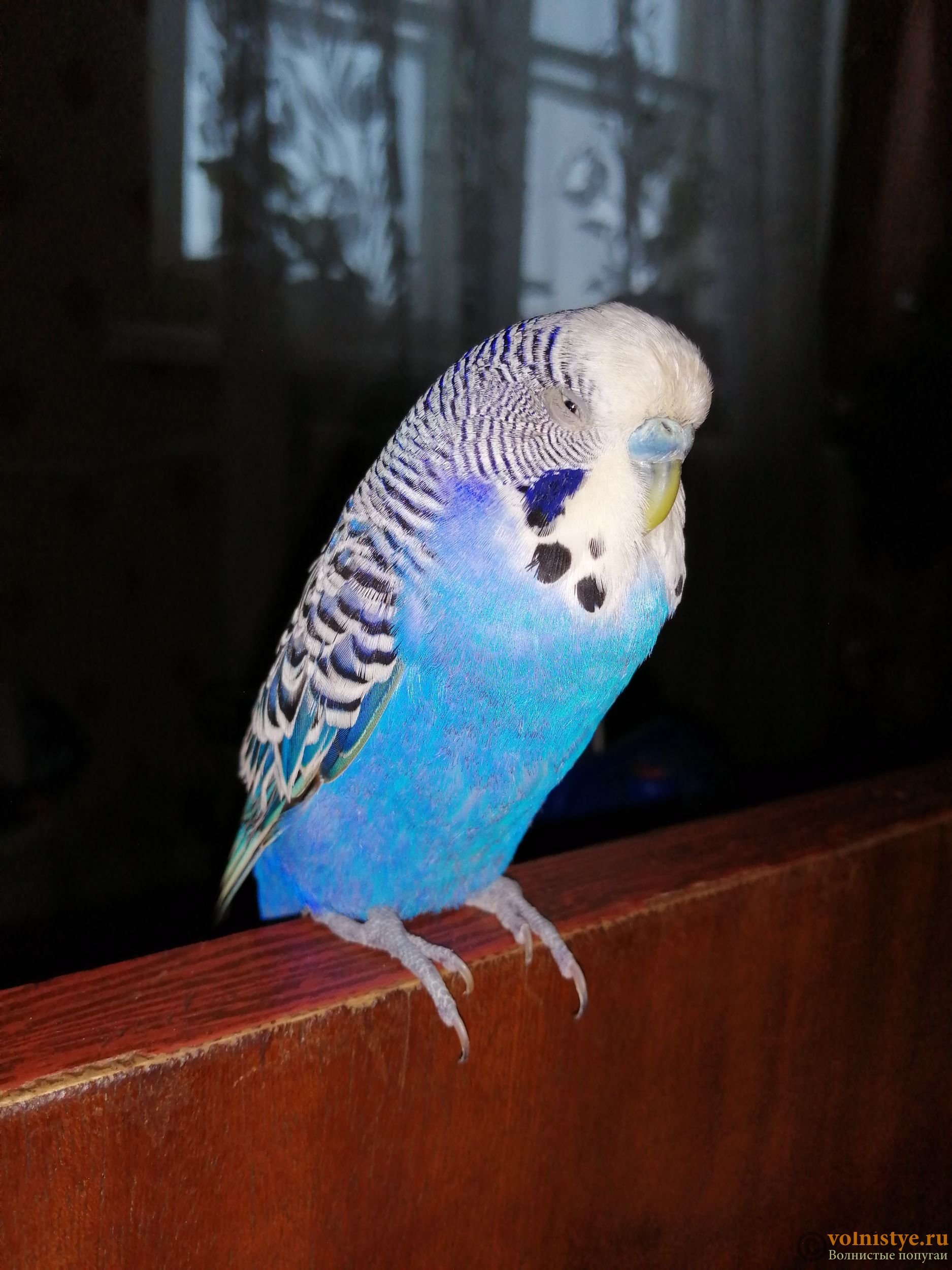Волнистый попугай дрожит: причины и лечение