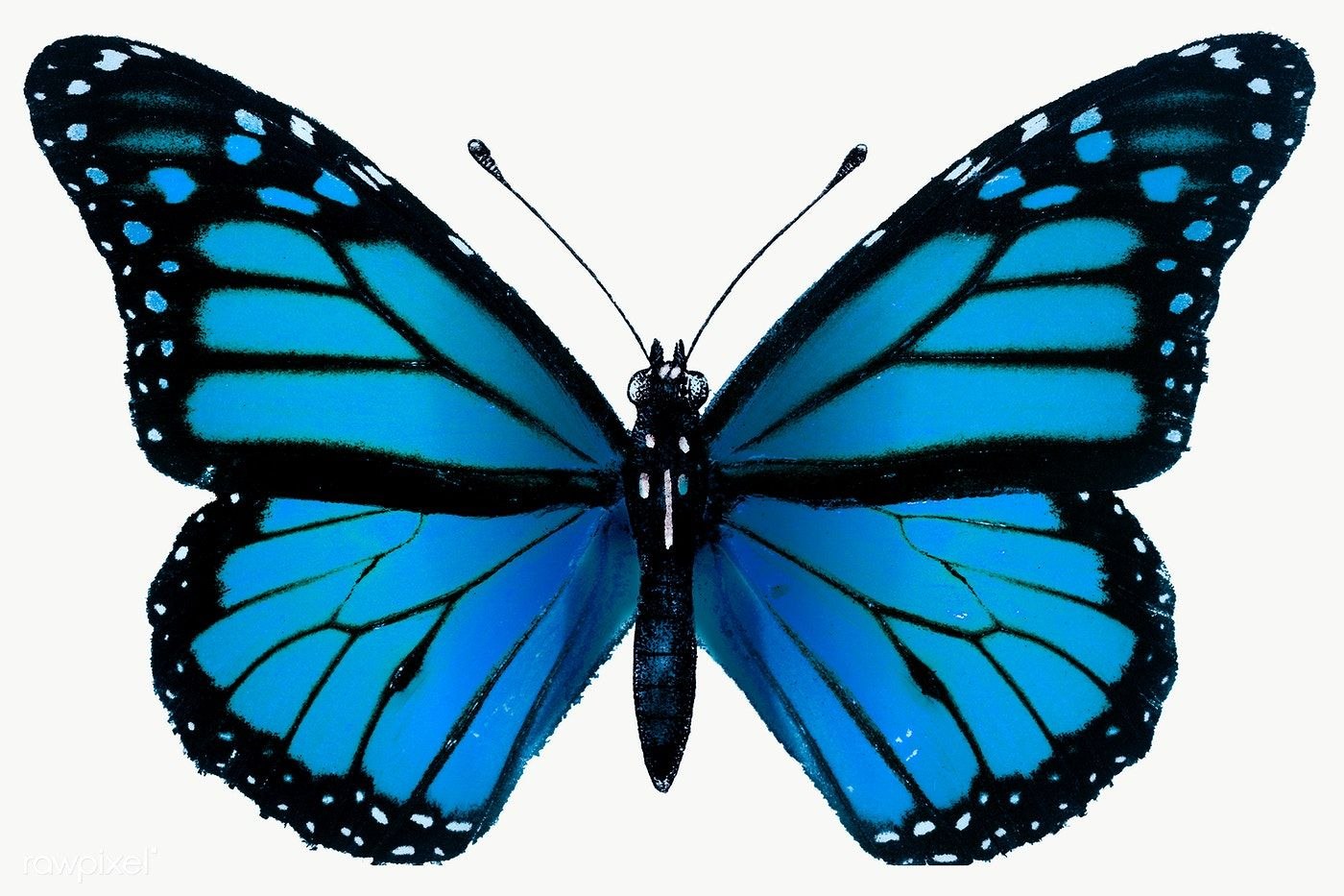 Фото по запросу Черно синяя бабочка