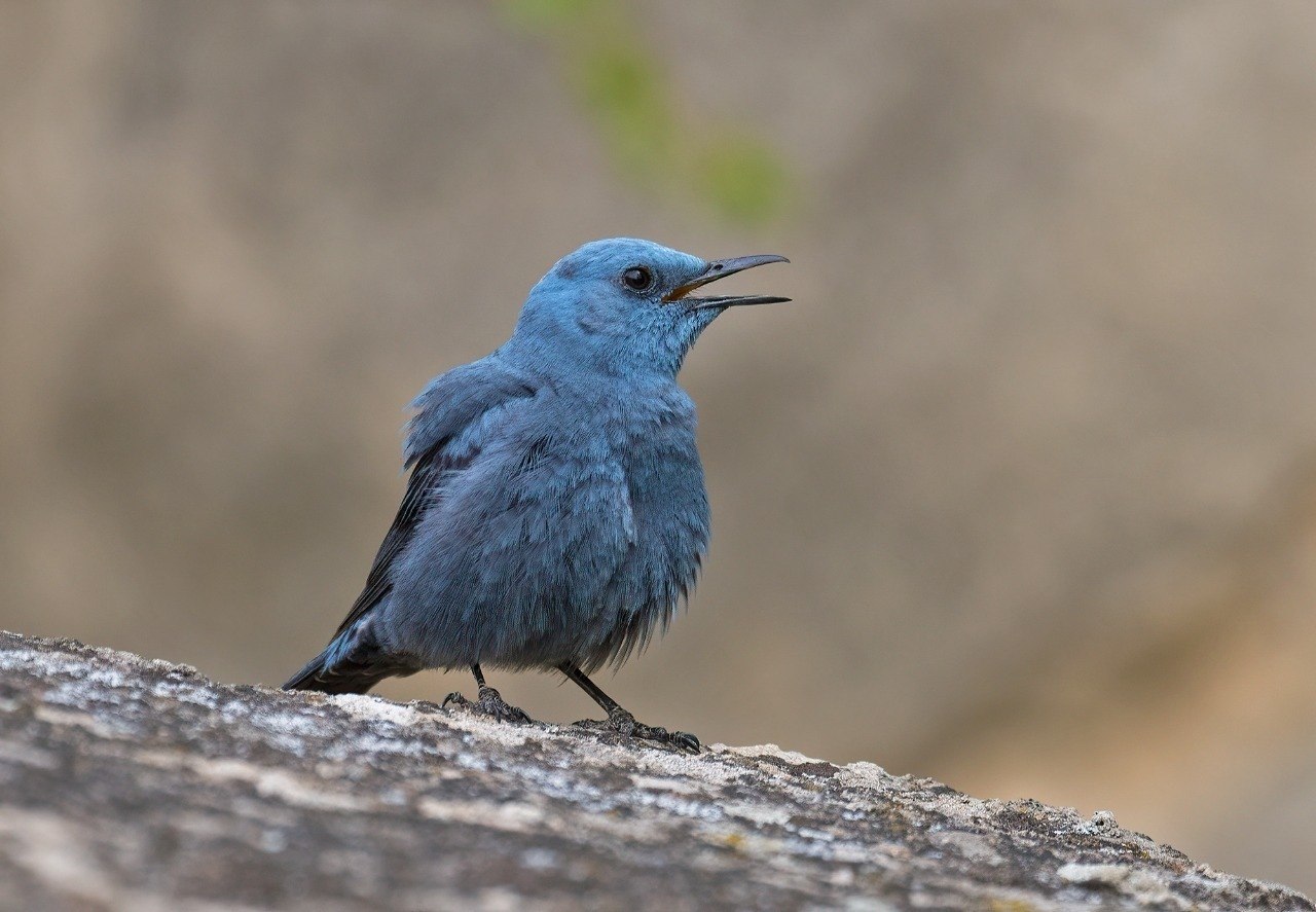 Синяя птица памира. Лиловый Дрозд (Myophonus caeruleus). Синяя птица лиловый Дрозд. Синий каменный Дрозд птица. Синий Дрозд Дагестан.
