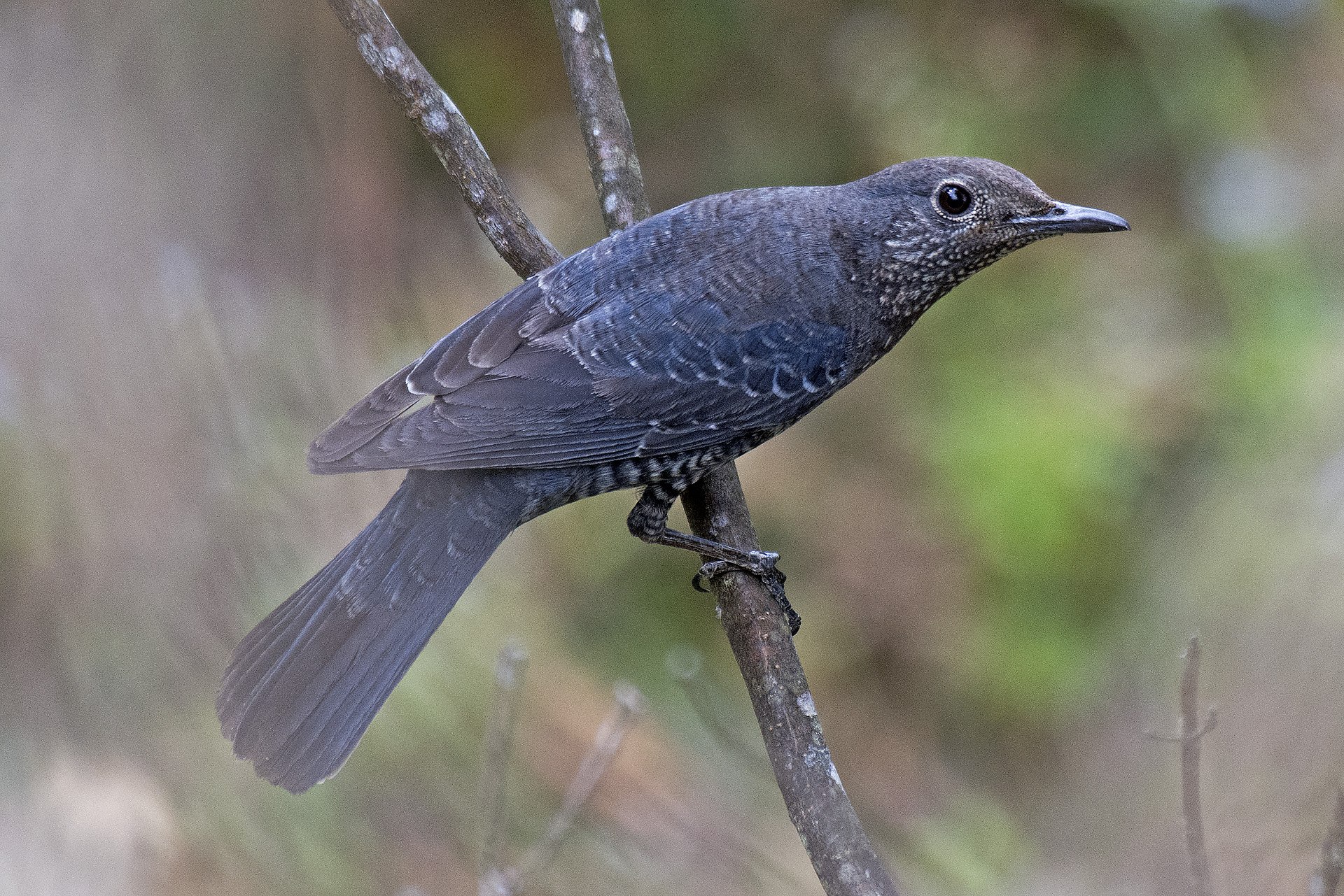 Синий дрозд. Monticola solitarius. Дрозд Дальневосточный. Аметистовый Дрозд.