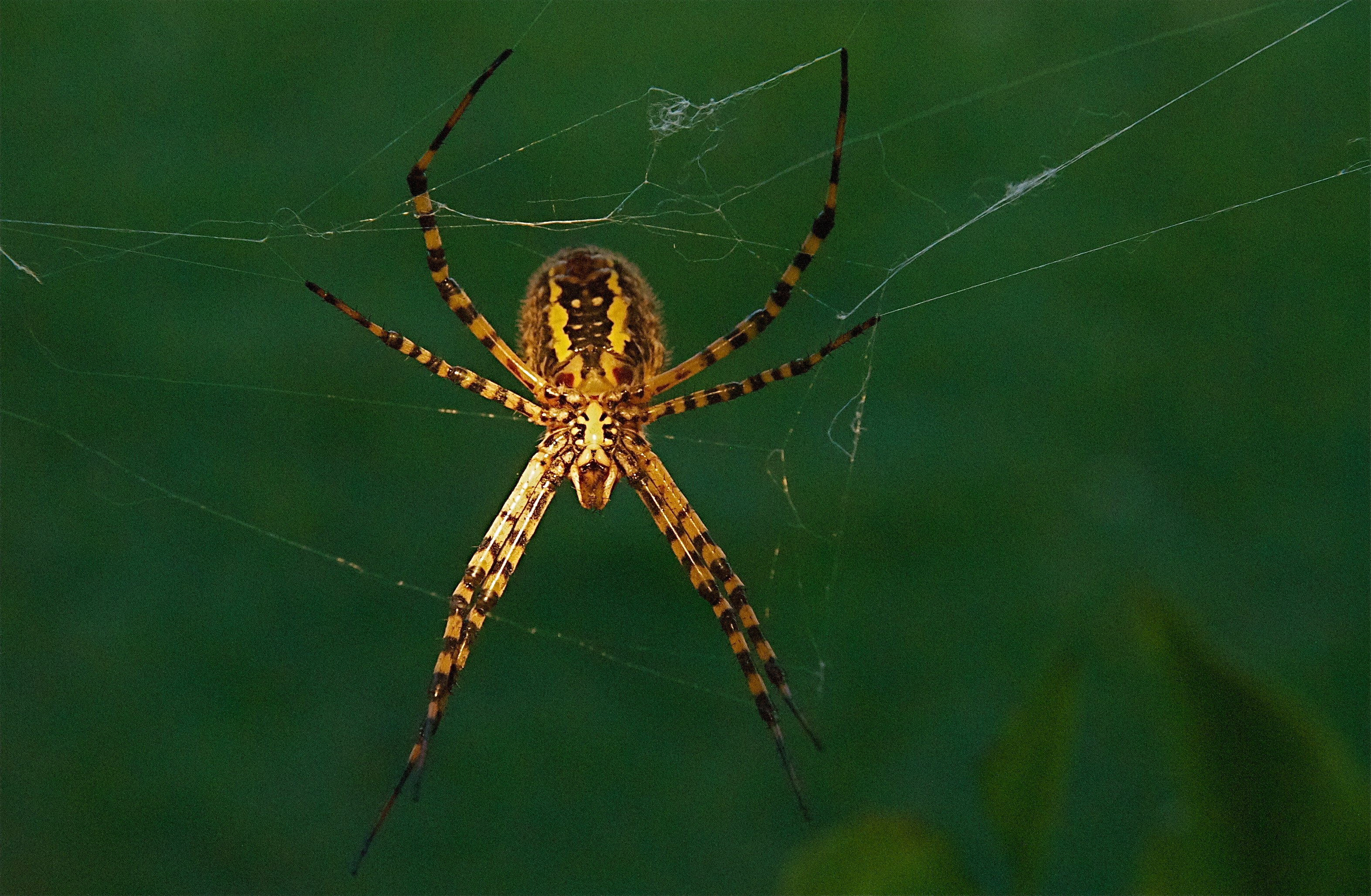 Паук точка. Argiope trifasciata (Banded Garden Spider) паук. Погребной паук Крым. Крымский желтый паук. Крымский полосатый паук.