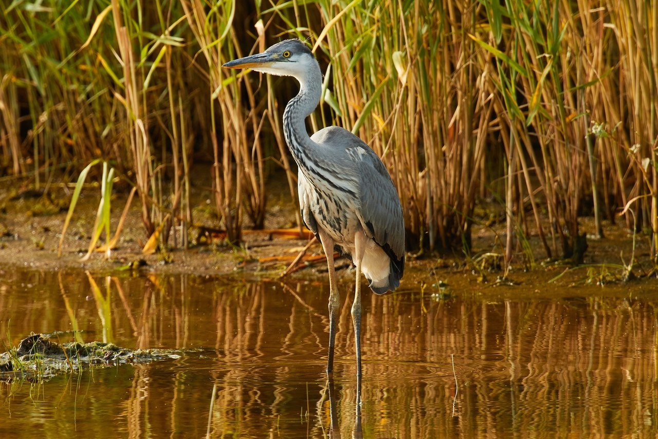 Цапля фото для детей картинки