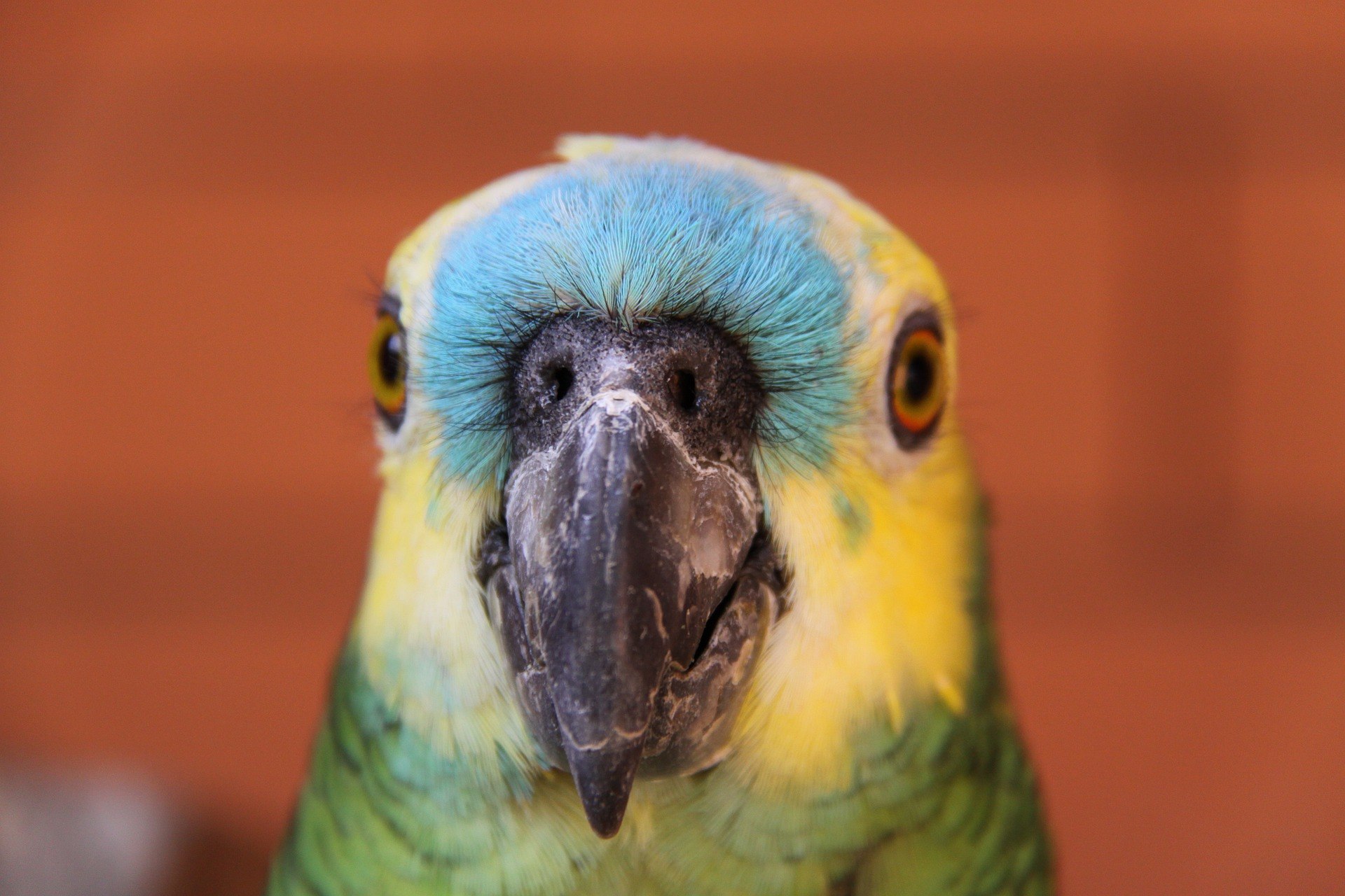 Blue-Fronted Amazon