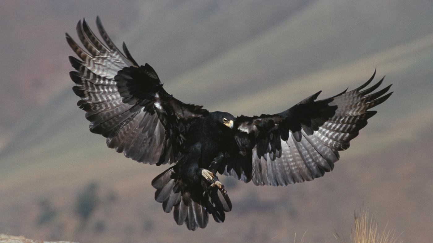 Орел с расправленными крыльями