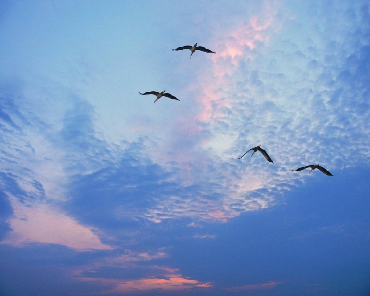 Птицы улетают. Птицы в небе. Журавль в небе. Клин журавлей в небе.