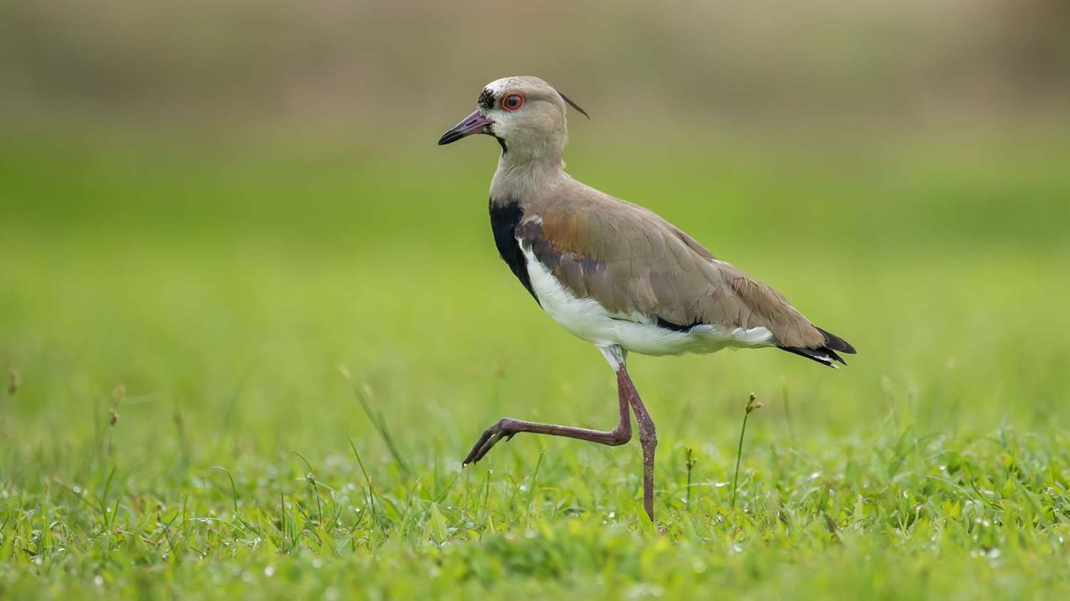 Mark Lapwing