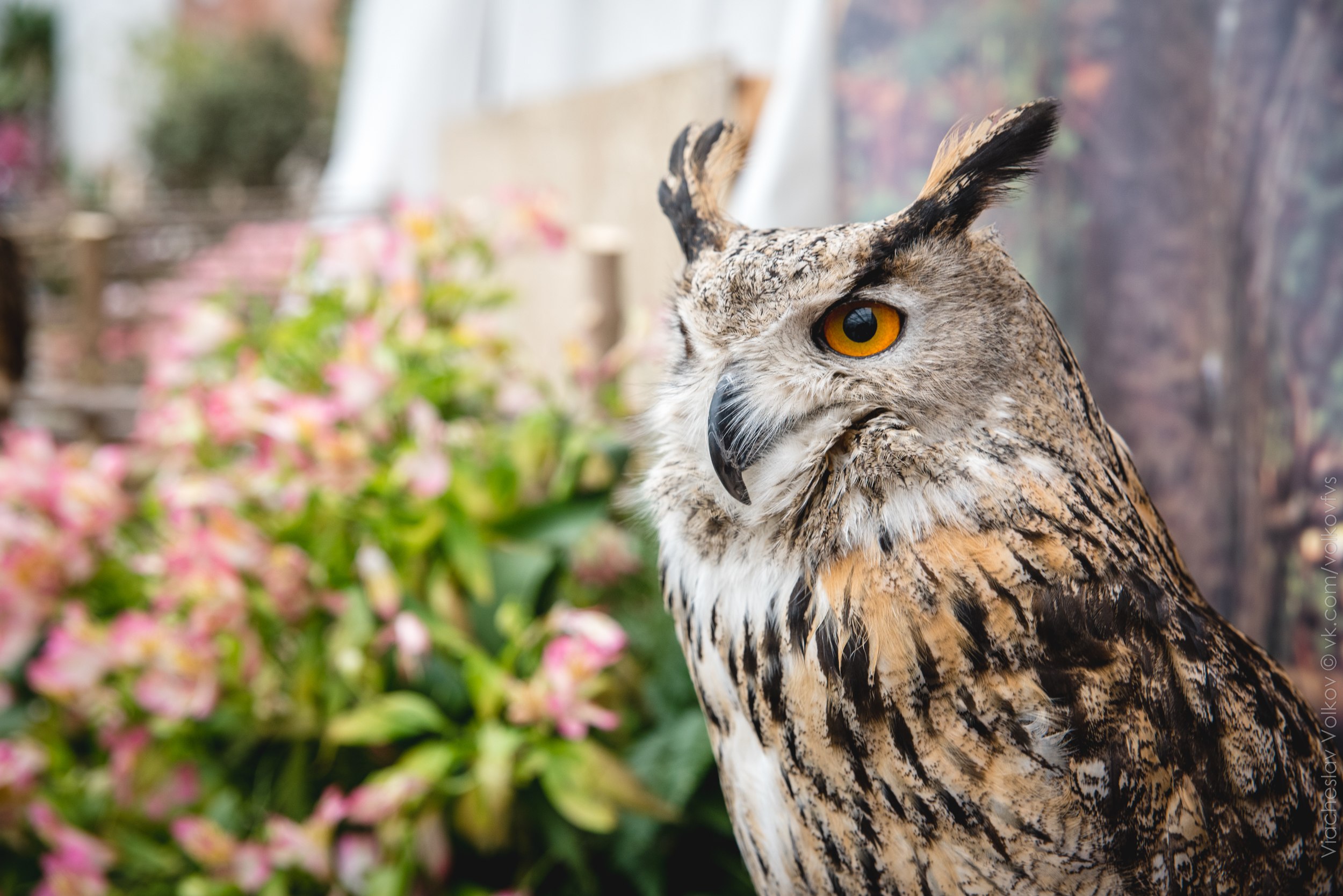 Филин 4. Филин Bubo Bubo Linnaeus, 1758. Филин и Сова. Евразийский Филин. Филин фото.