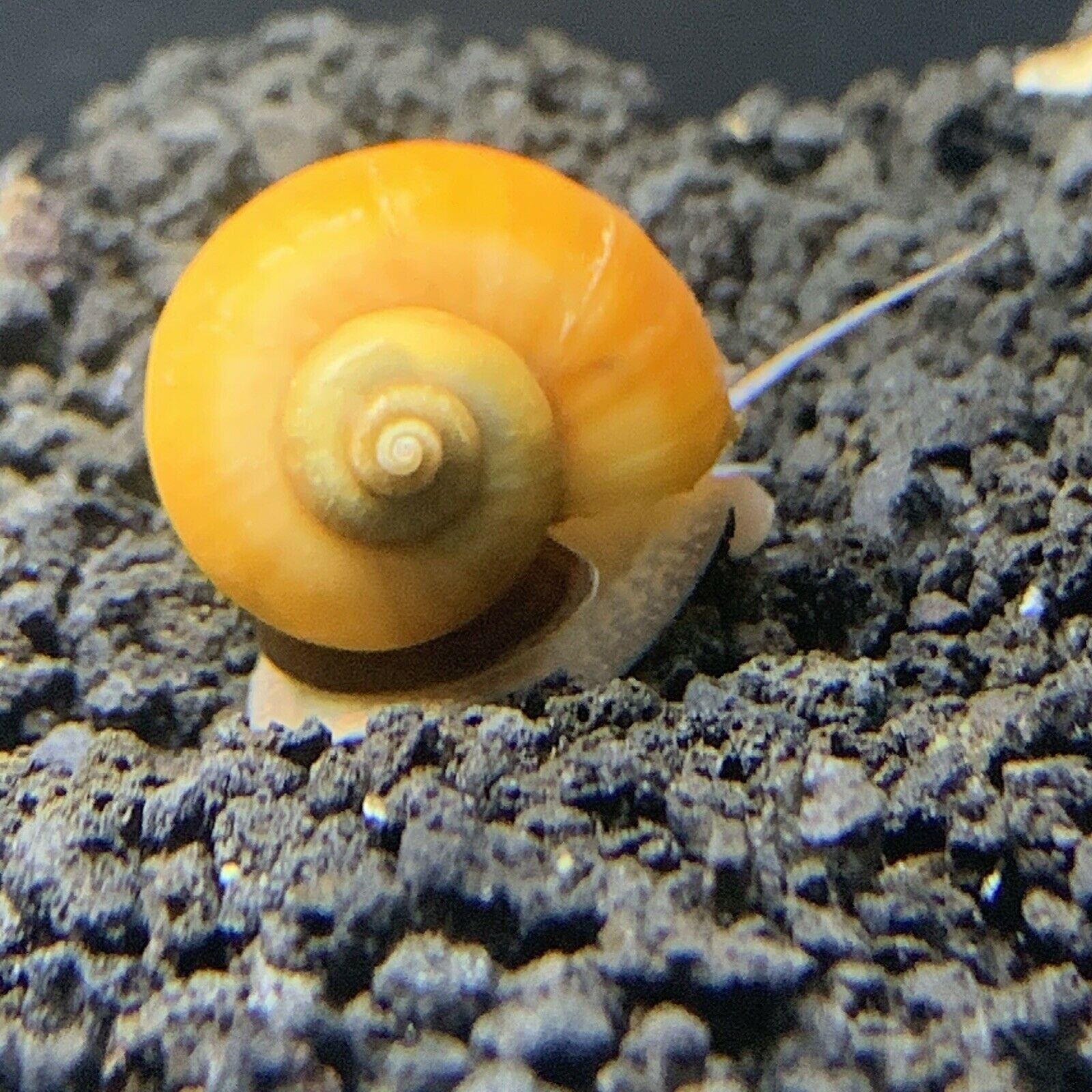 Аквариумные улитки фото и названия. Pomacea bridgesii. Улитка Голиаф аквариумная. Астролюксы улитки. Химера улитка аквариумная.