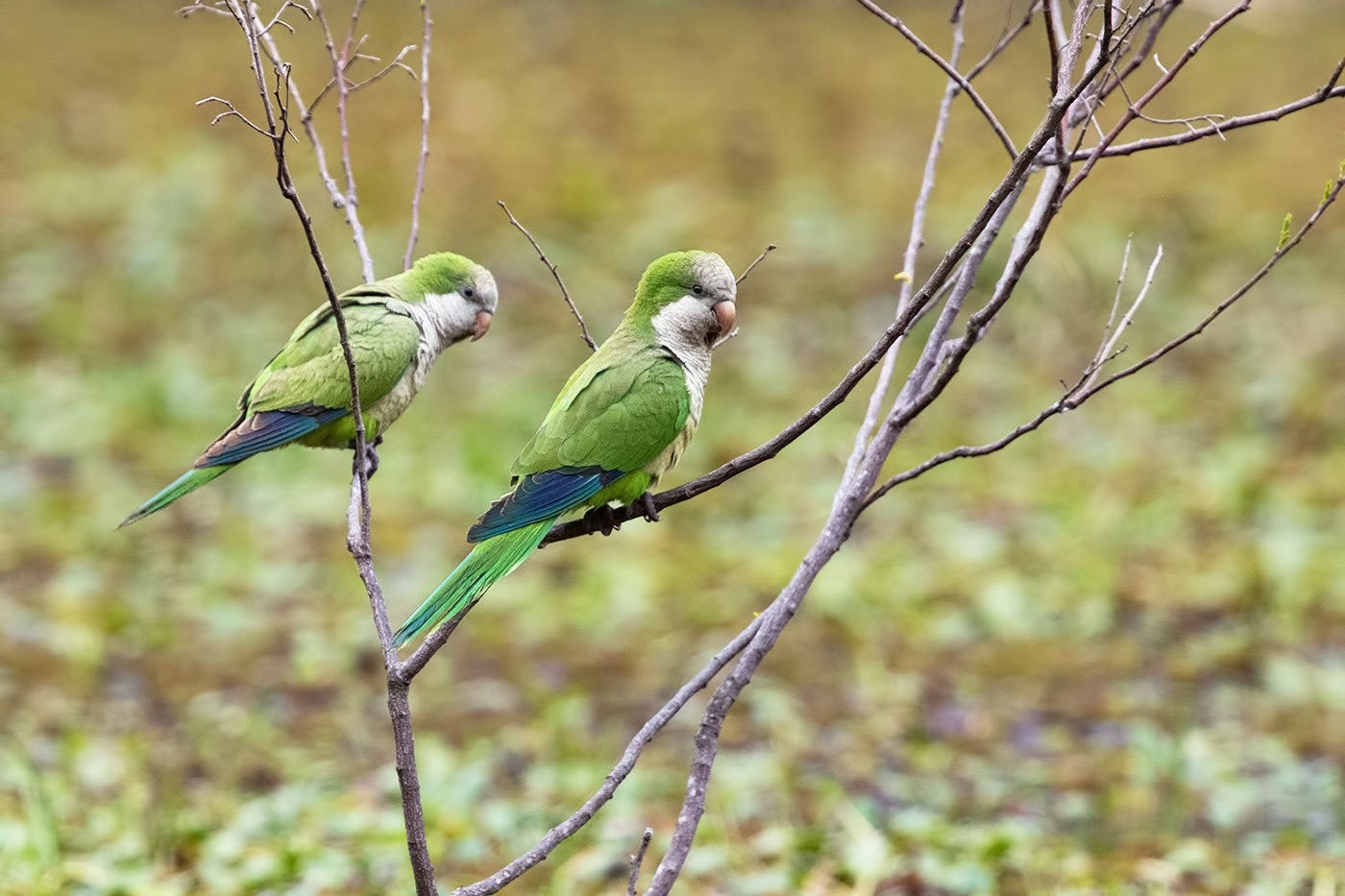 Монах калита. Монах квакер. Myiopsitta monachus. Попугай монах одуванчик. Quaker Parrot фото.