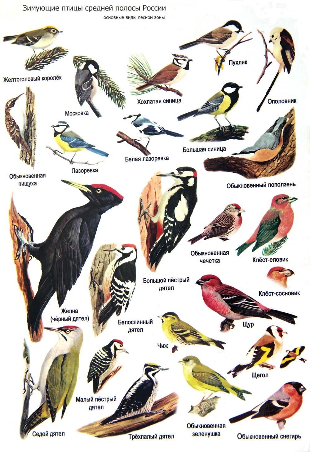 Птицы среднего Поволжья (76 фото)