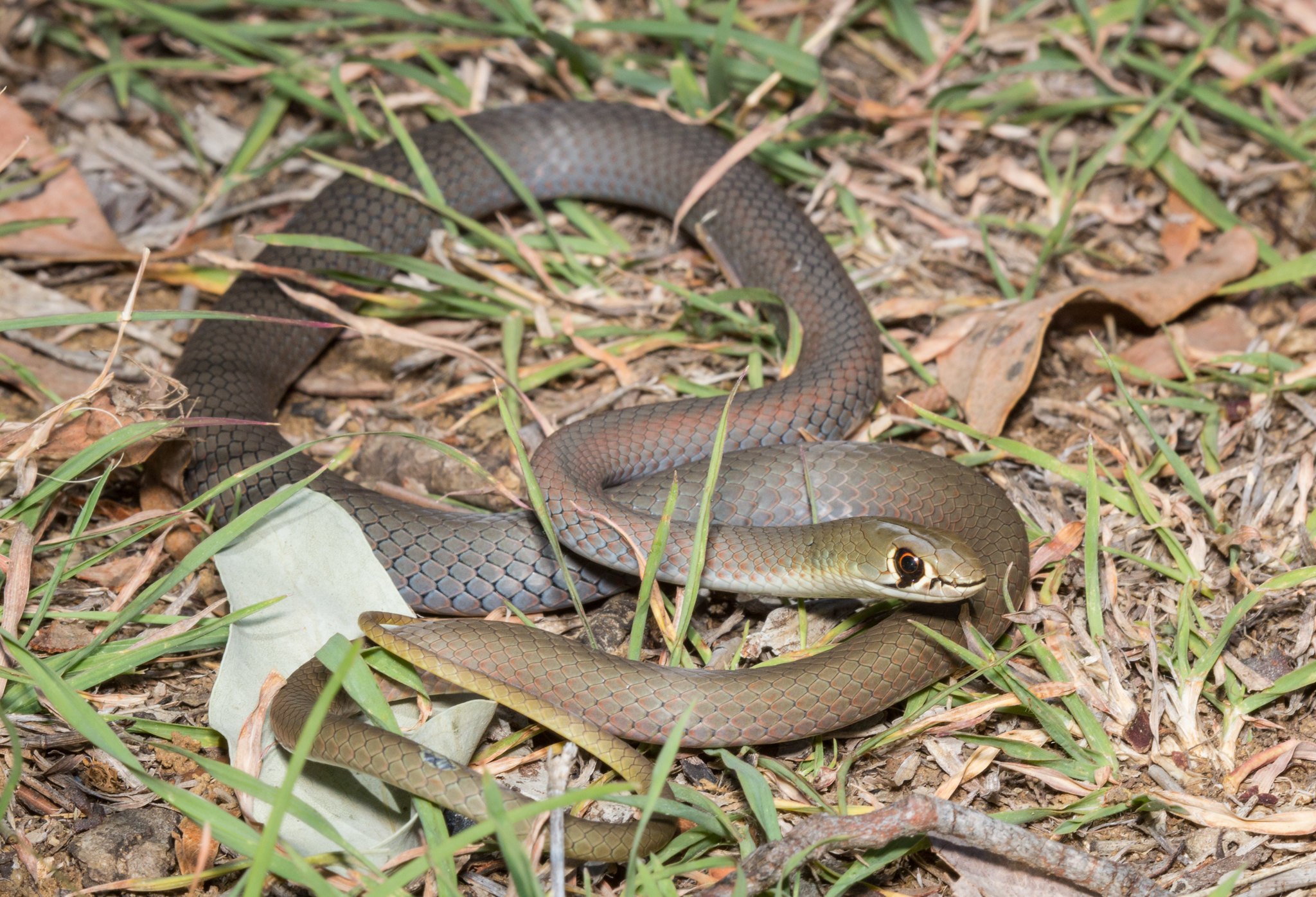 Коричневая змея. Demansia Psammophis. Песчаная змея свистящая (Psammophis sibilans). Сетчатая коричневая змея. Коричневая ДЕМАНСИЯ (Demansia Psammophis).