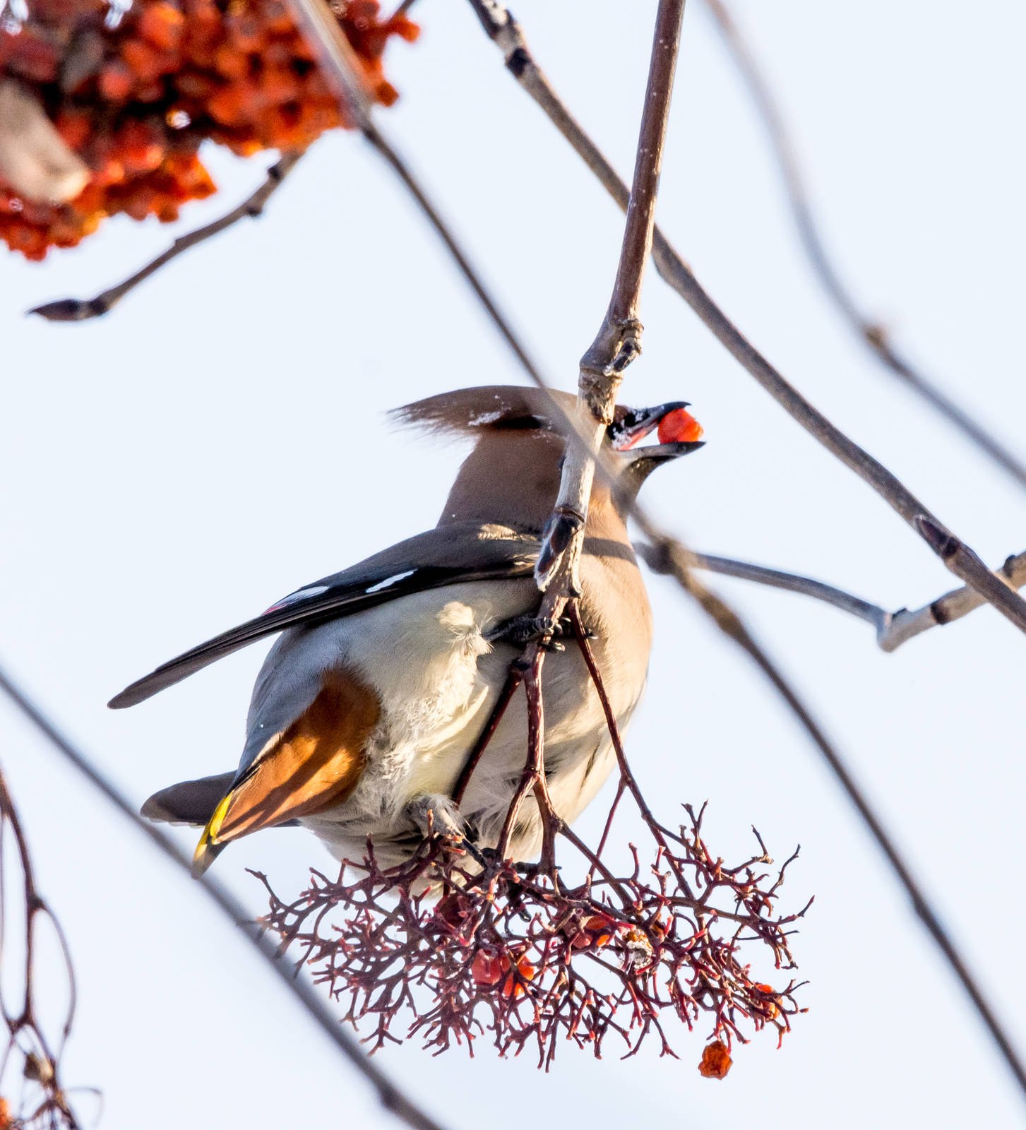 Птицы свиристели фото и описание. Свиристель (Bombycilla garrulus). Дрозд свиристель Крымский. Свиристель Сибирская. Сойка и свиристель.