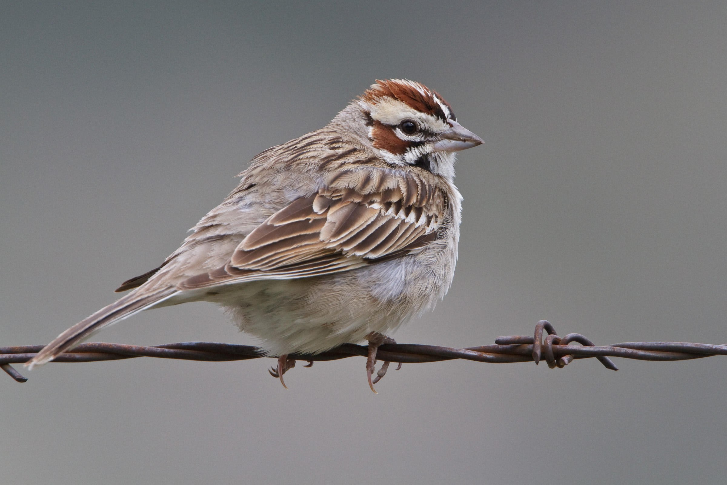 Widget sparrow. Воробей. Воробей фото. Воробьи виды. Внешний вид воробья.