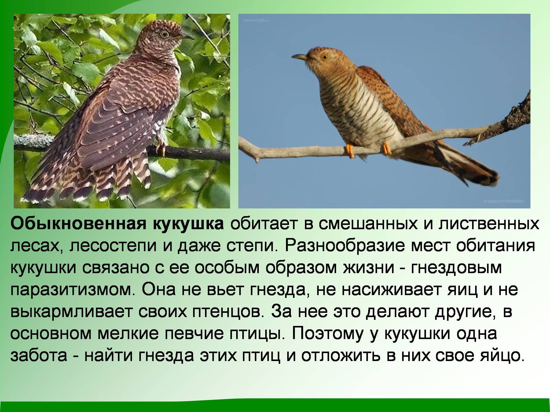 Как выглядит птица кукушка фото и описание