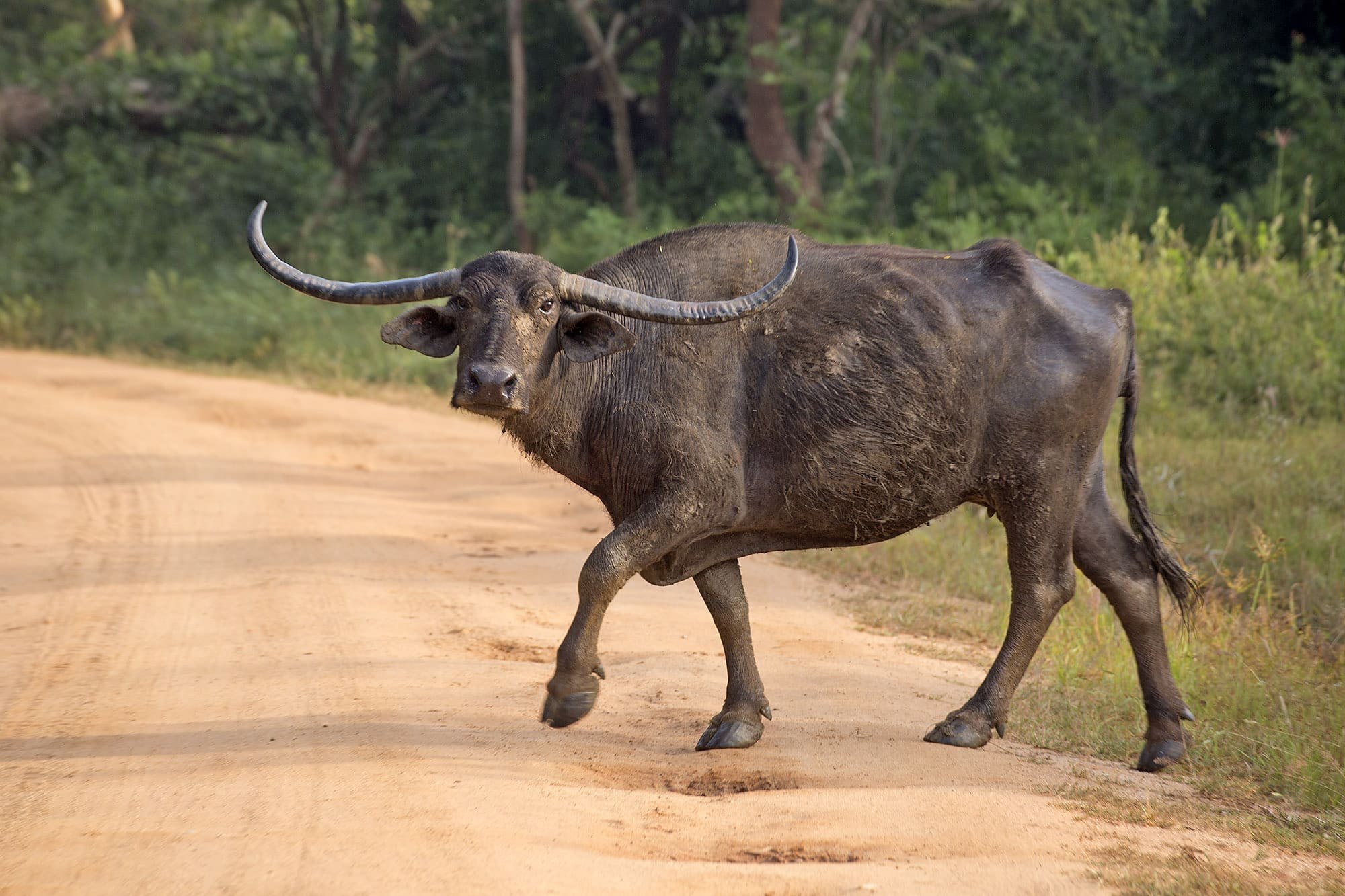 Дикий бык индии 4. Индийский буйвол Арни. Азиатский буйвол Рогач. Шри Ланка буйвол. Дикие Буйволы в Индии.