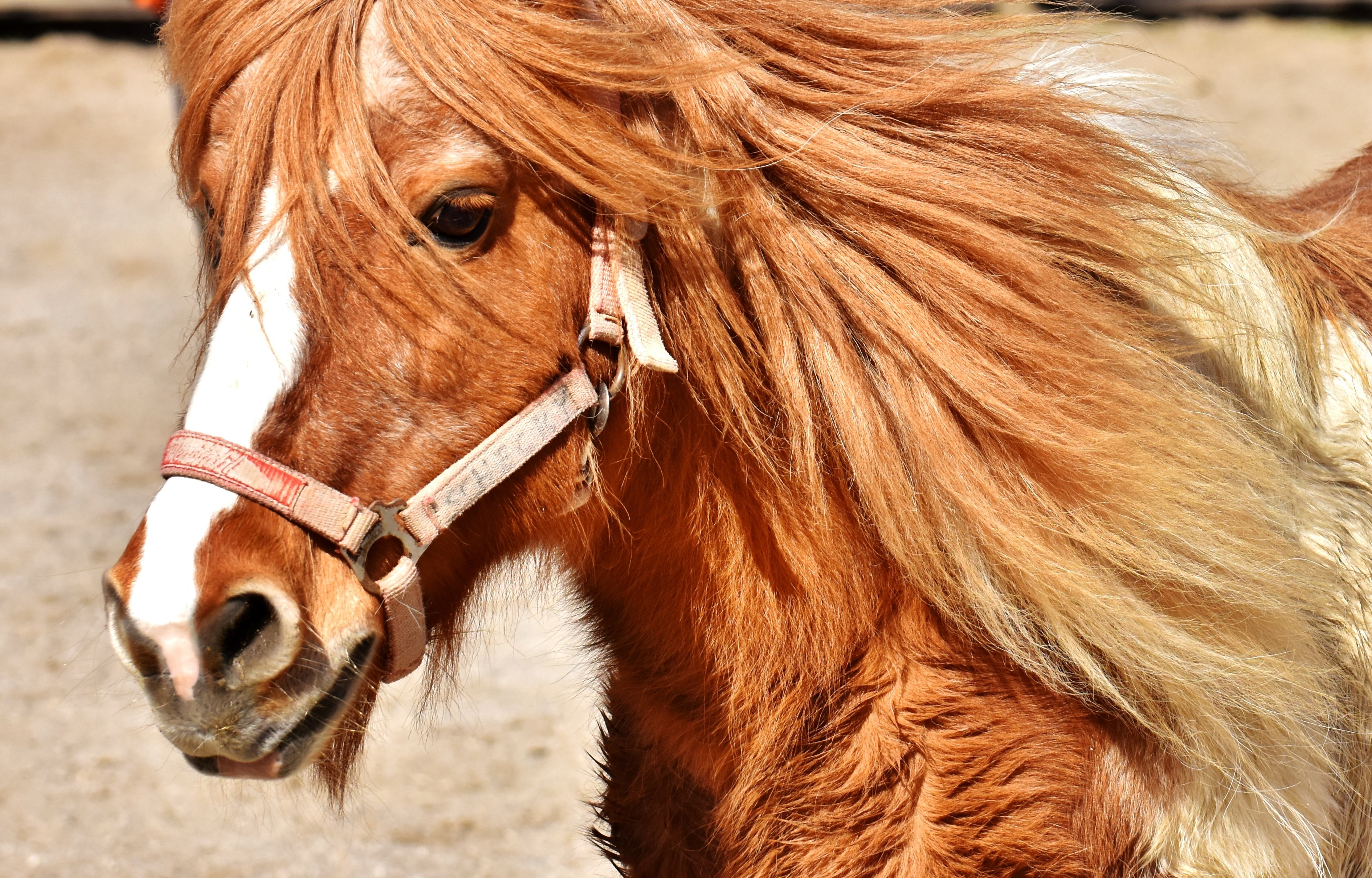 Милые лошадки. Рыжая лошадь. Рыжая лошадка. Лошадь с рыжей гривой. Коричневая лошадь.