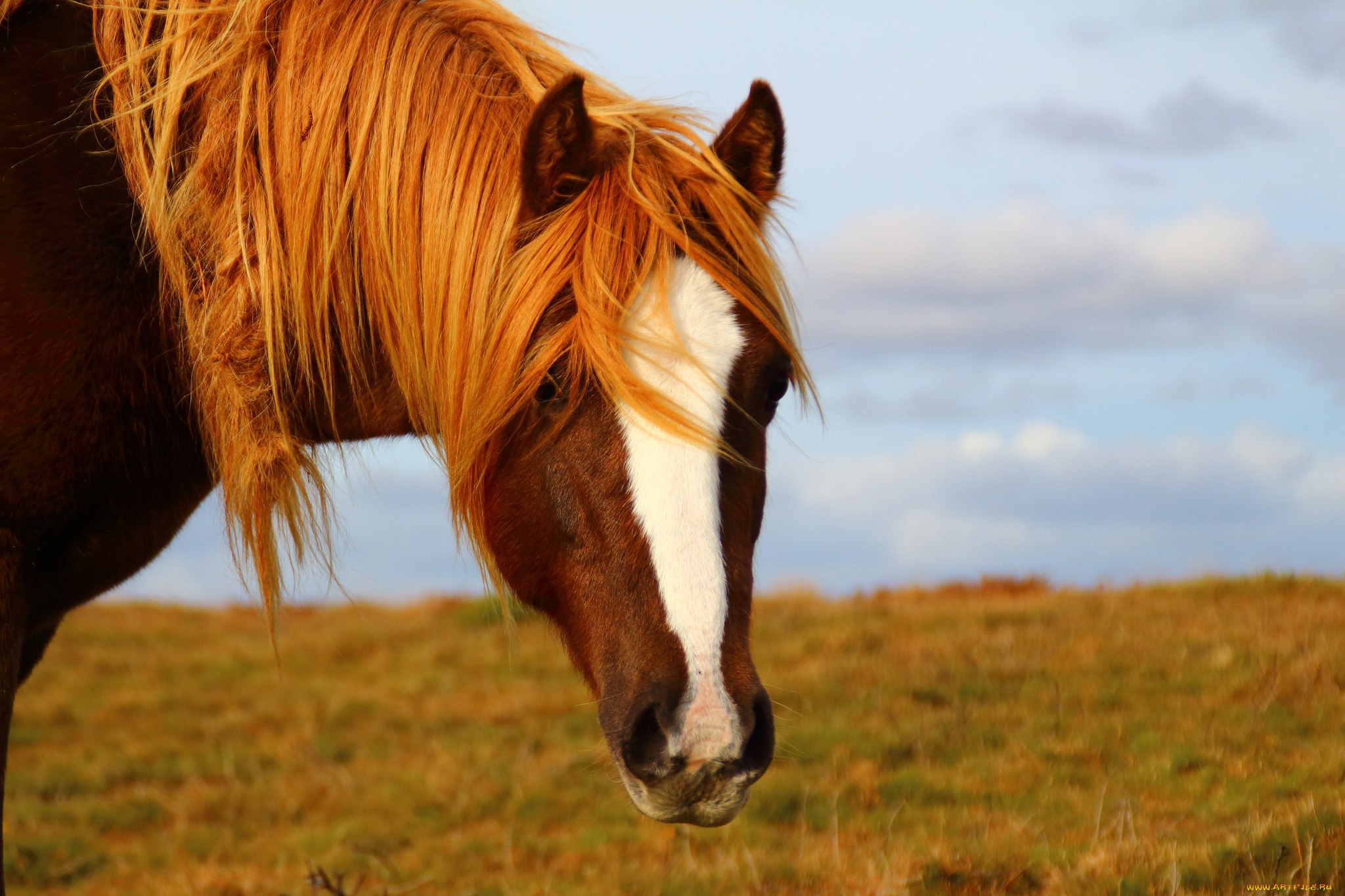 Horse picture. Лошадь с рыжей гривой. Конь рыжий. Рыжая лошадь с черной гривой. Черная лошадь с рыжей гривой.