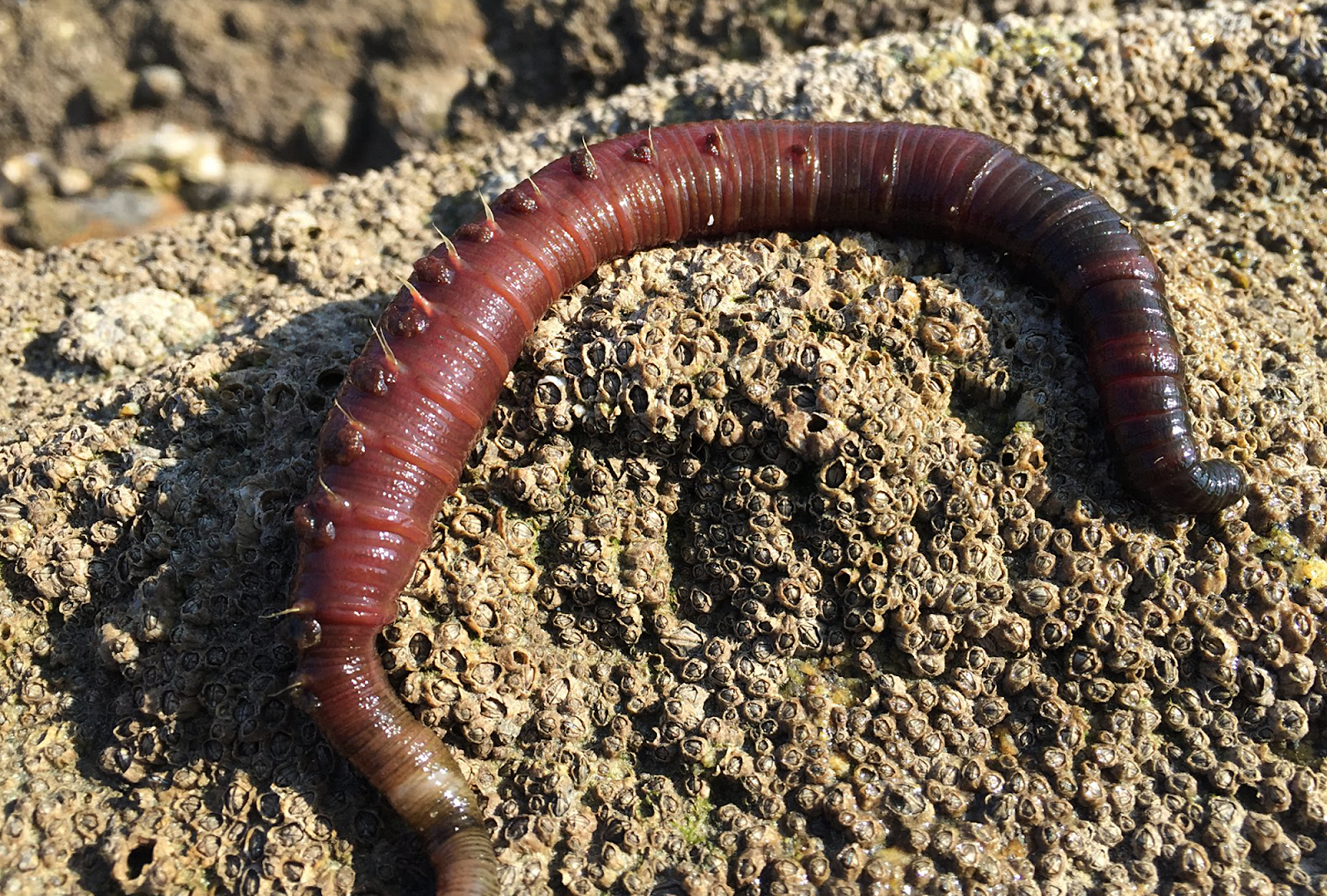 Мучнистый хрущак червь. Мучной хрущак личинки. Ождевых червей Еisеniа fеtidа. Калифорнийские черви личинки. Дождевой червь беспозвоночные животные
