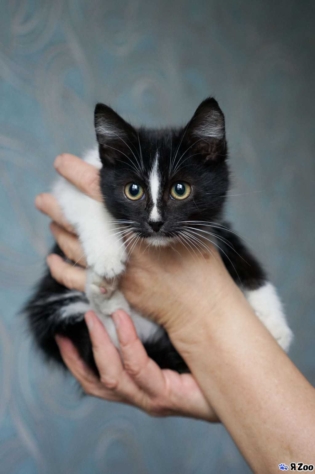 Кот в добрые руки. Котята в добрые руки. Котенок на руках. Котятки в добрые руки. Кошечка на руках.