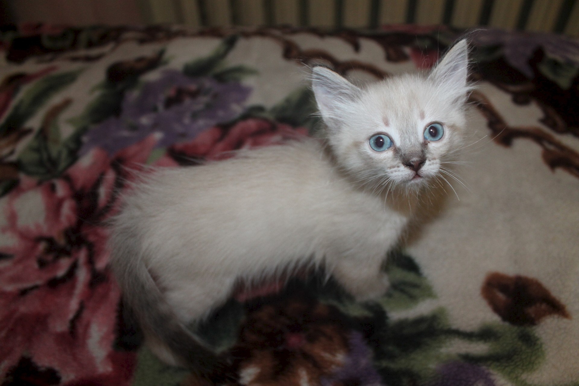 Котята на авито в нижнем новгороде. Брошенные сиамские кошки. Кошки в добрые руки Волгоград. Котята в добрые Рыбинск. Брошенные котята в добрые руки.