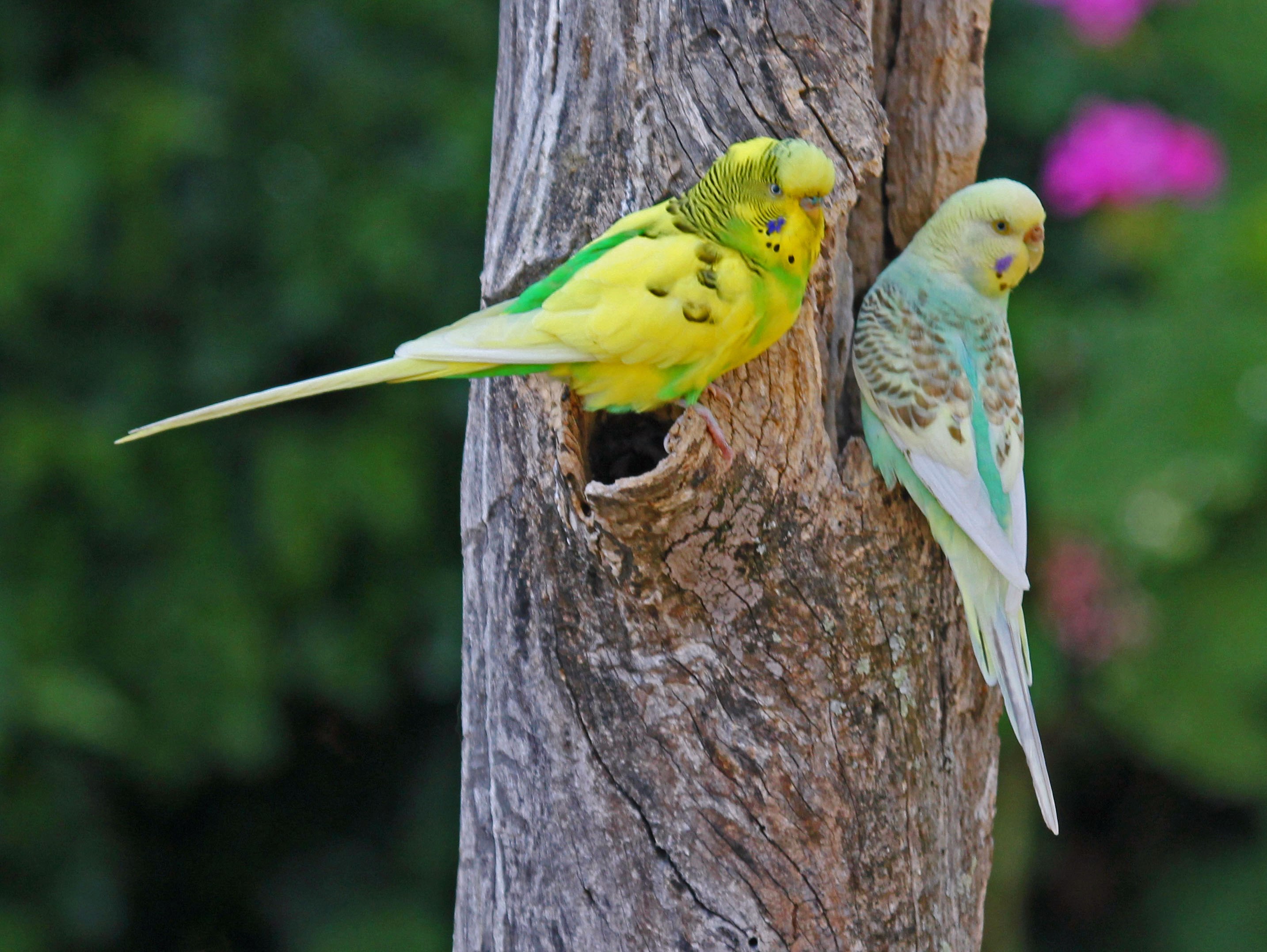 Жили были попугаи. Попугаи волнистые попугайчики. Родина волнистых попугайчиков. Волнистый попугайчик зеленый самец. Волнистые попугаи в Австралии.