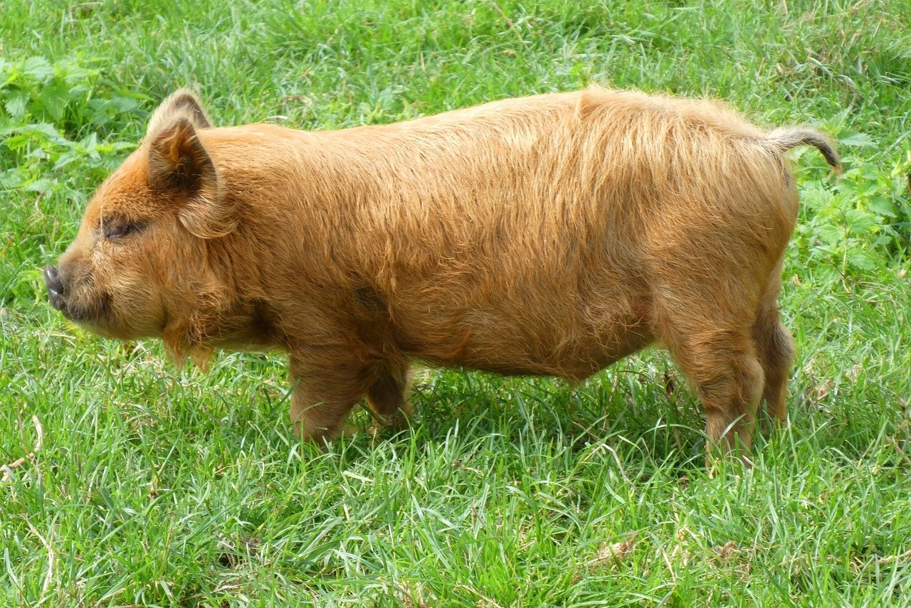 Смешанные свиньи. Темворс свинья. Порода свиней Йоркшир. Темворс порода. Лакомб порода свиней.