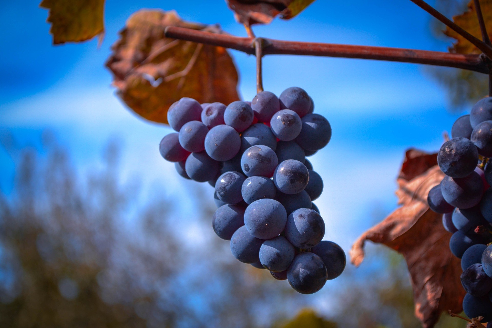 Картинки осень виноград. Виноград Изабелла белая. Осенний виноград. Виноградники осенью. Гроздь винограда.