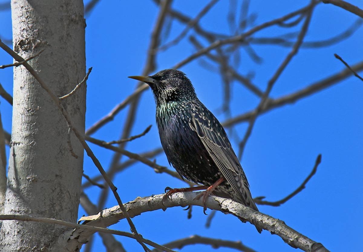 Скворец. Обыкновенный скворец (Sturnus vulgaris). Скворец обыкновенный ‒ Sturnus vulgaris (l., 1758). Гваделупский скворец. Желтогрудый скворец.