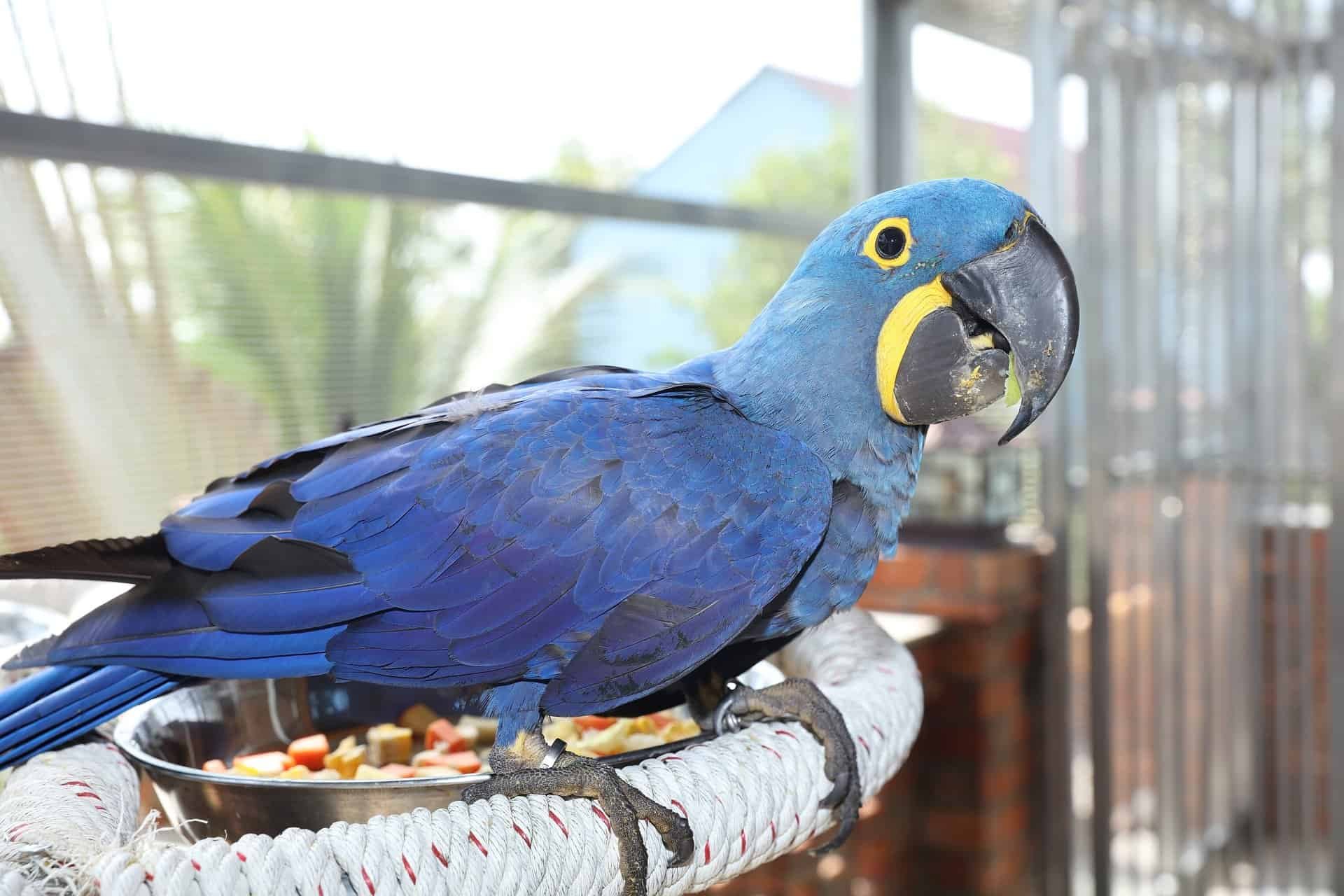 Синий ара. Малый гиацинтовый ара. Голубые ара. Ара Спикса. Голубые ара (Blue Macaws).