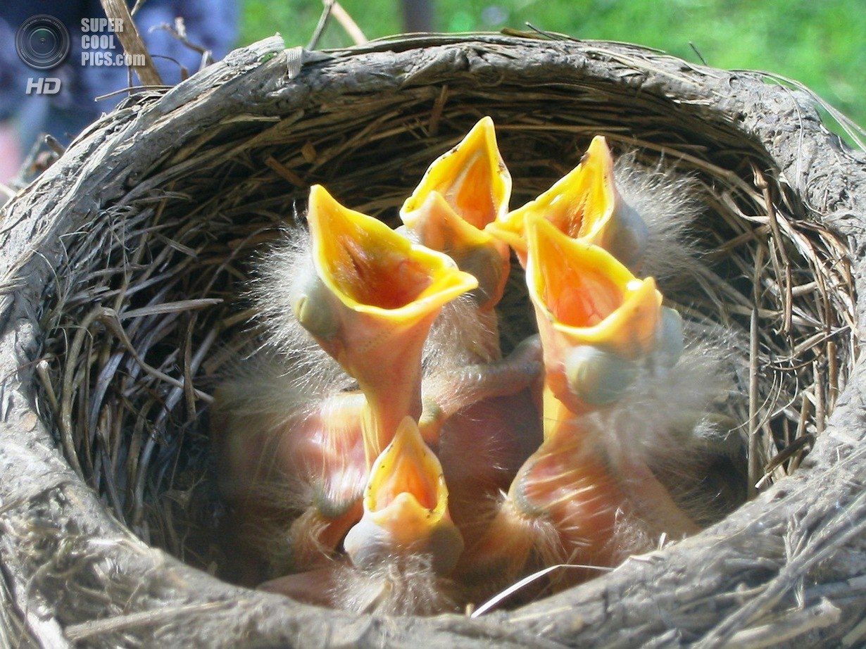 Птенцы в гнезде: векторные изображения и иллюстрации, которые можно скачать бесплатно | Freepik
